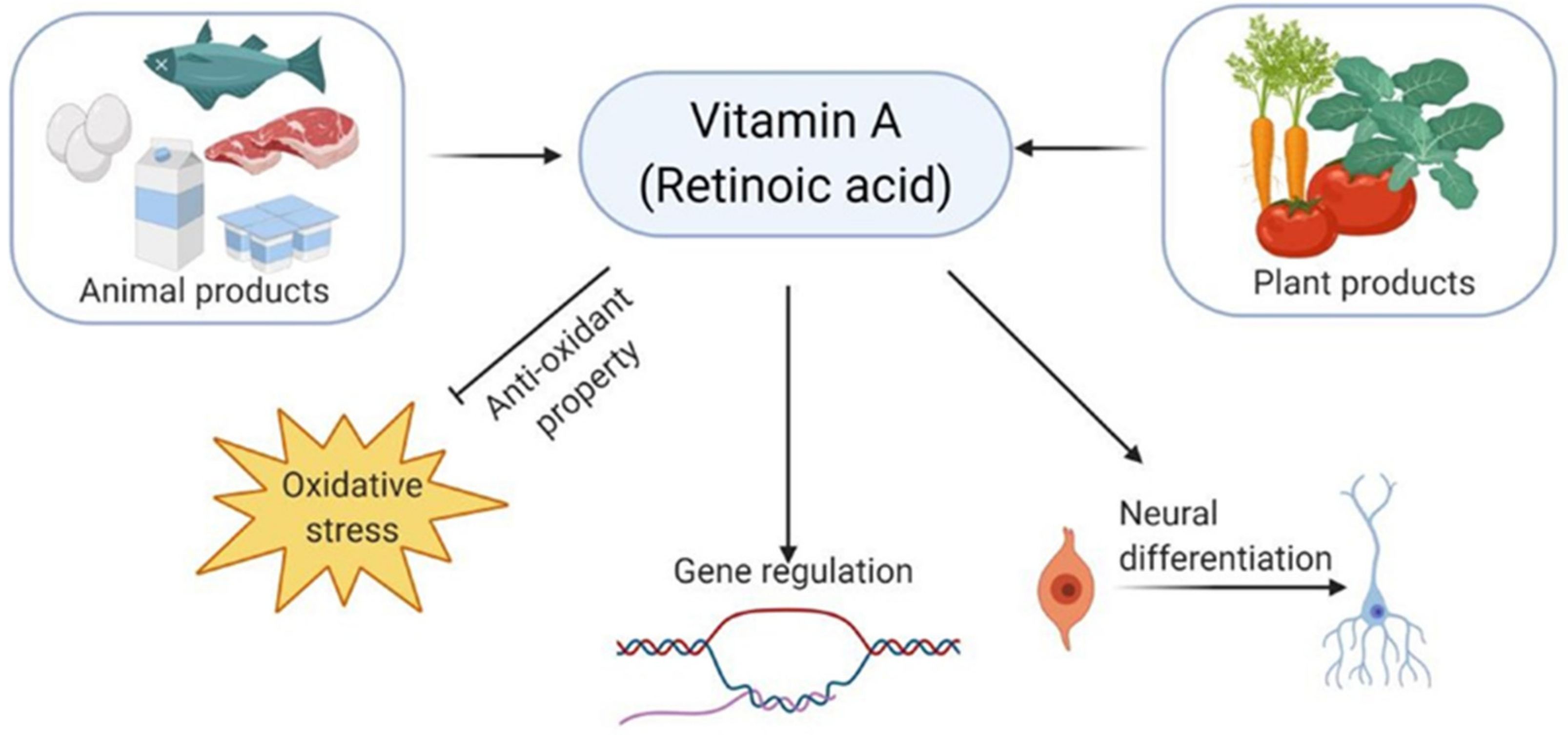 Biomedicines | Free Full-Text | The Role of Vitamins in Neurodegenerative  Disease: An Update