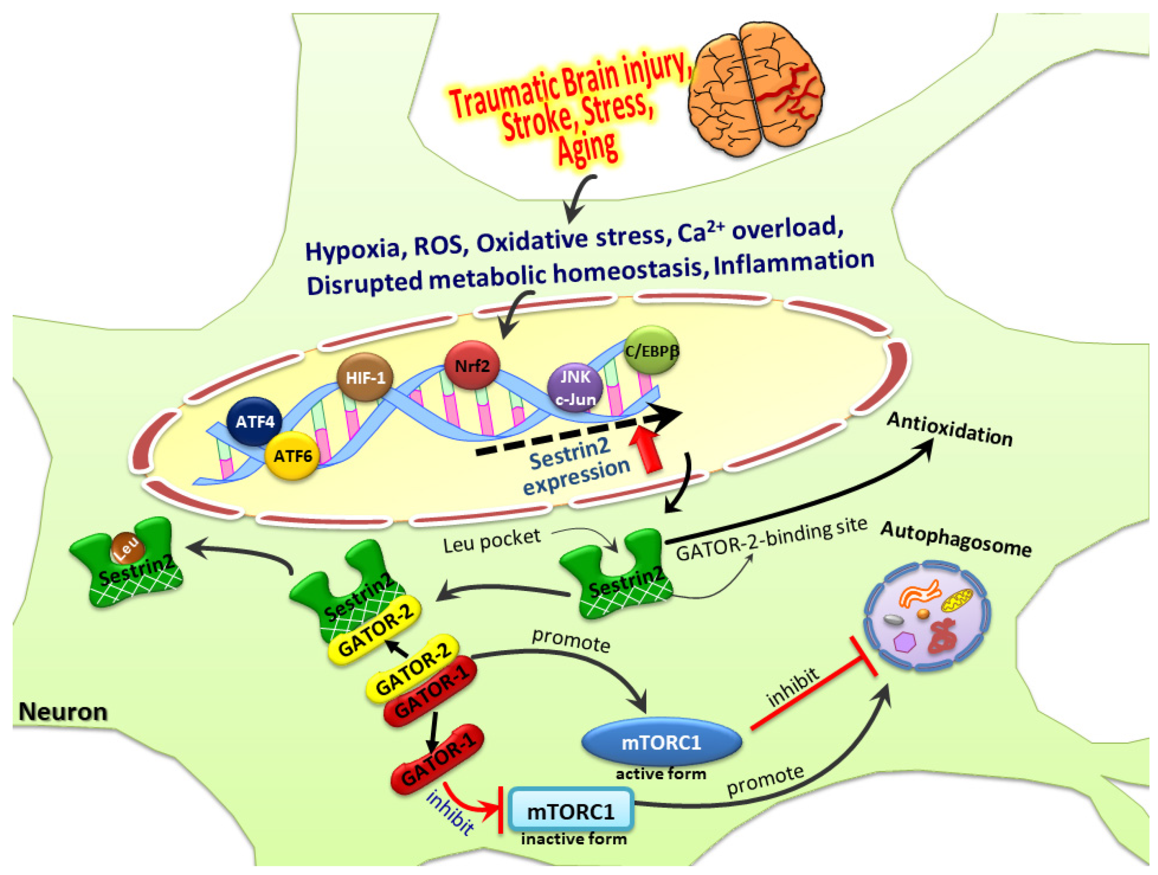 Biomedicines 09 01308 g003