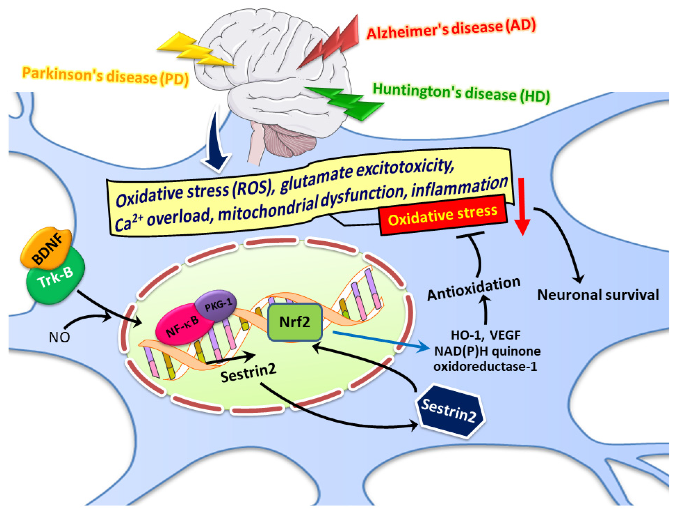 Biomedicines 09 01308 g005