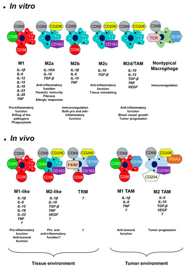 Biomedicines | Free Full-Text | Macrophage Identification In Situ