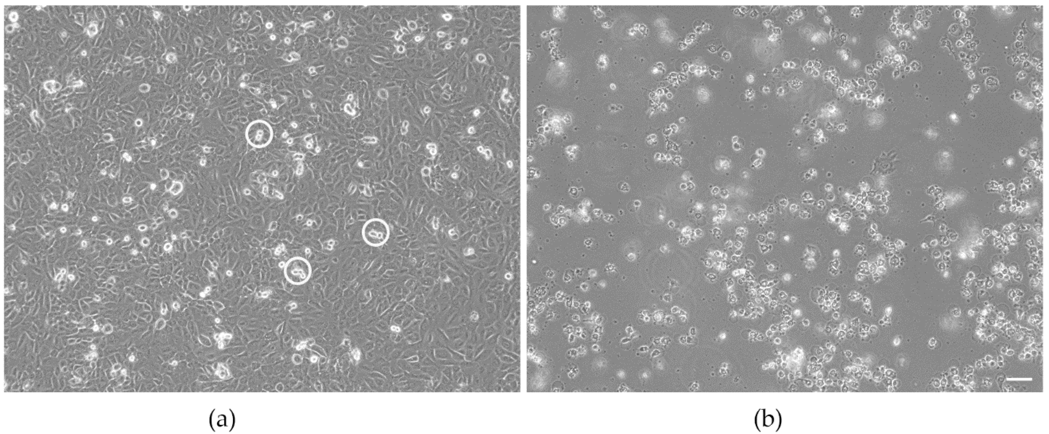 Biomedicines 09 01419 g002