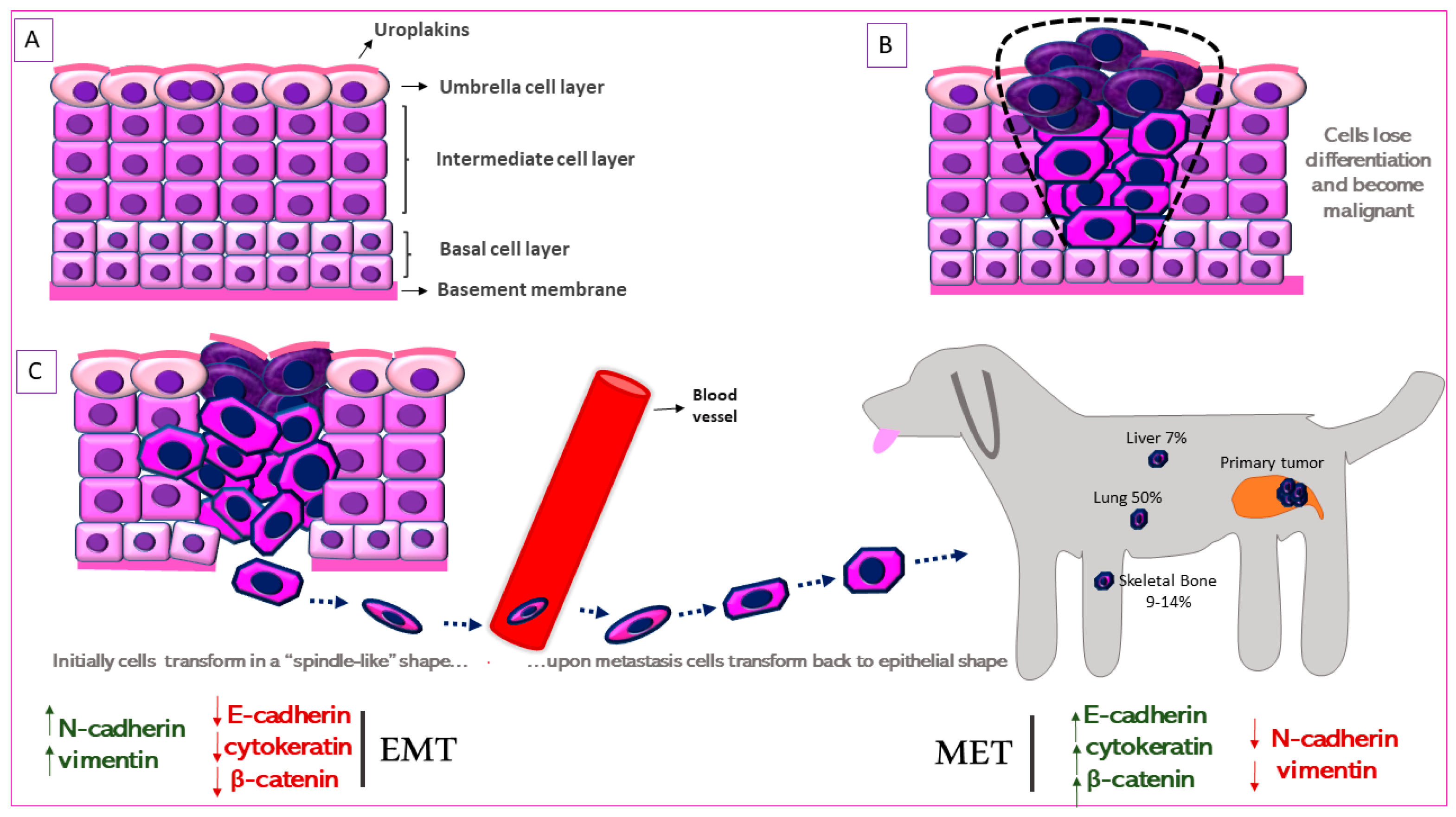 Biomedicines 09 01472 g002 Biomedicines 09 01472 g002
