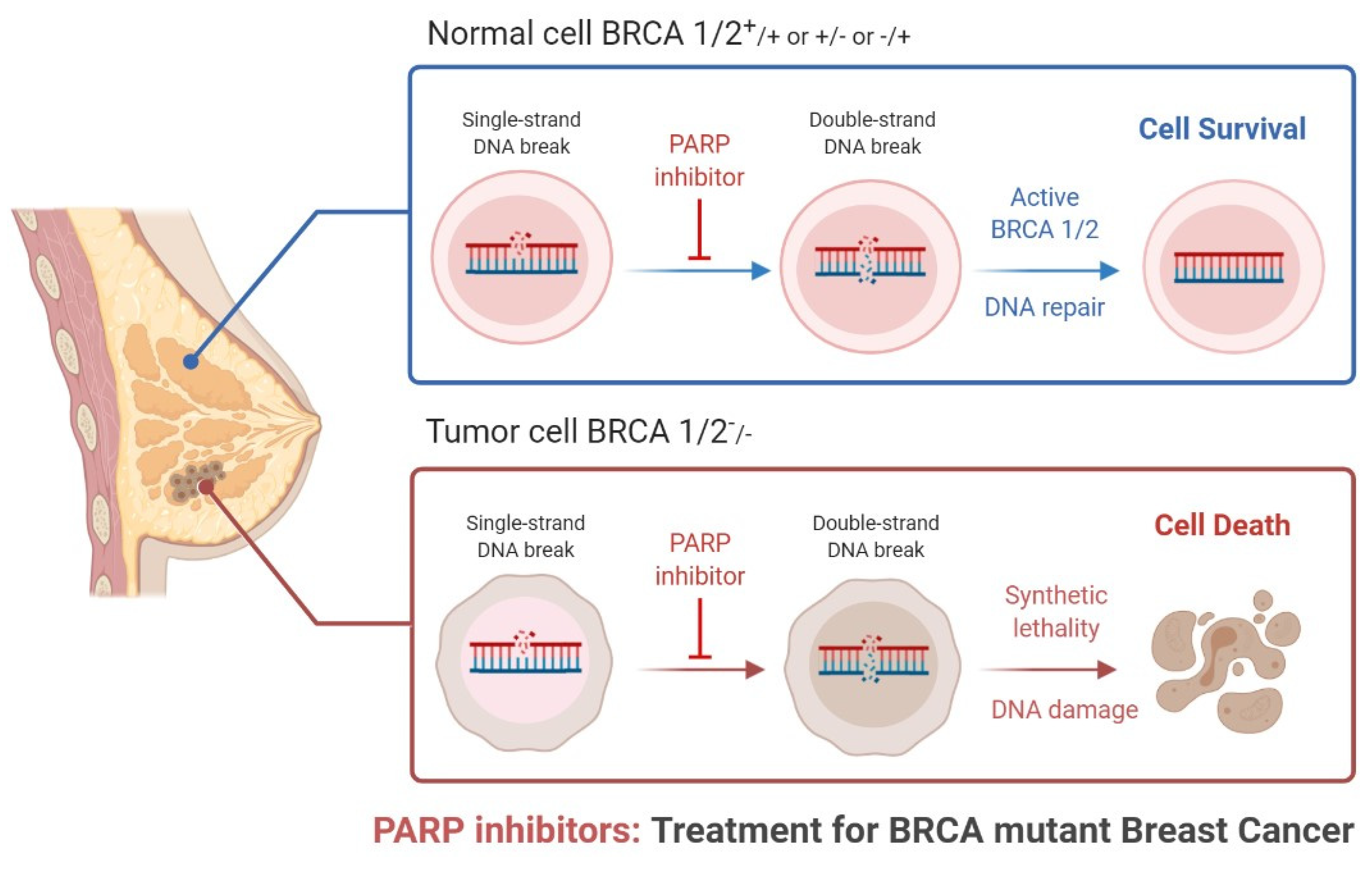Biomedicines | Free Full-Text | Role of PARP in TNBC: Mechanism of  Inhibition, Clinical Applications, and Resistance