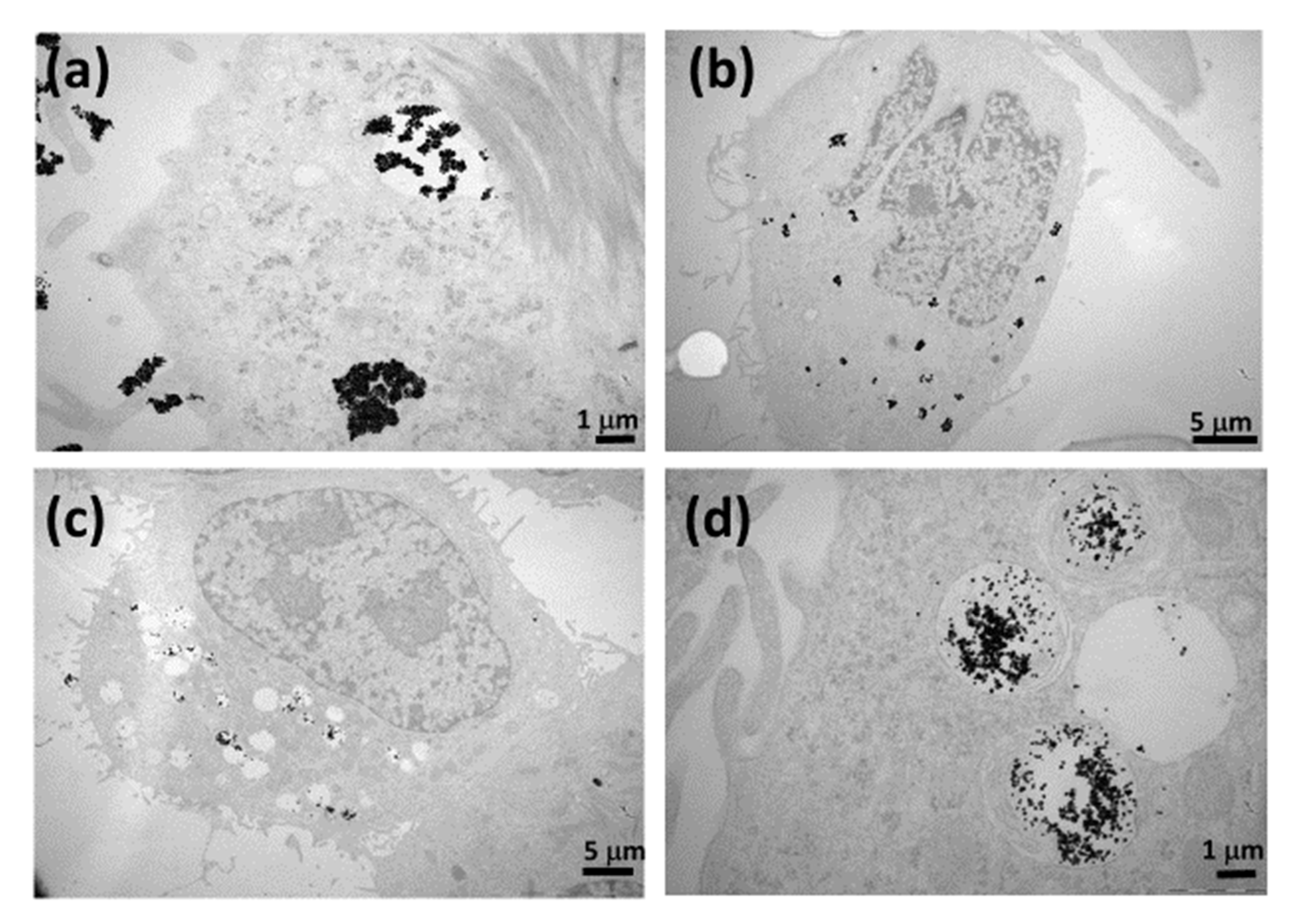 Biomedicines 09 01516 g006