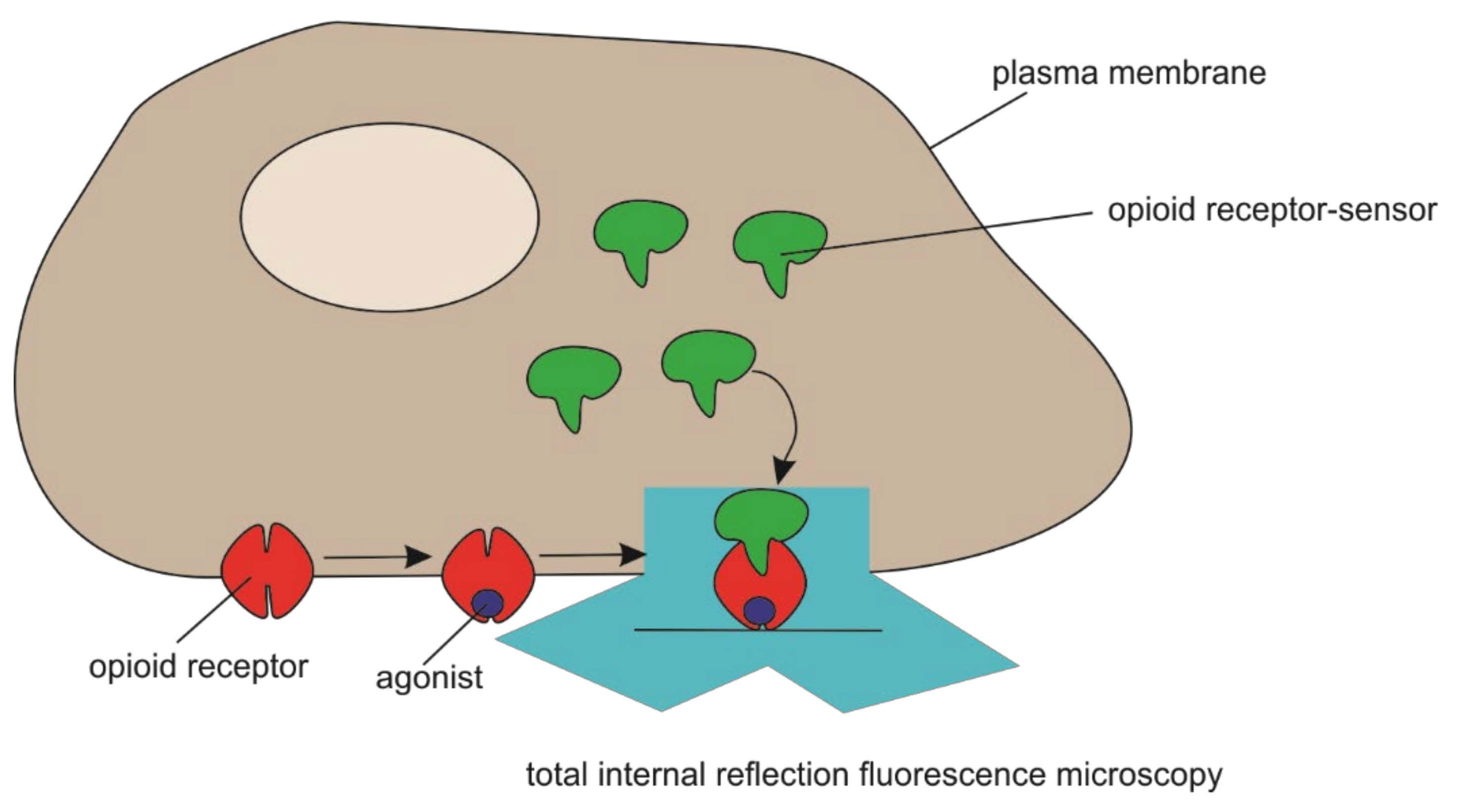 Biomedicines 09 01528 g006