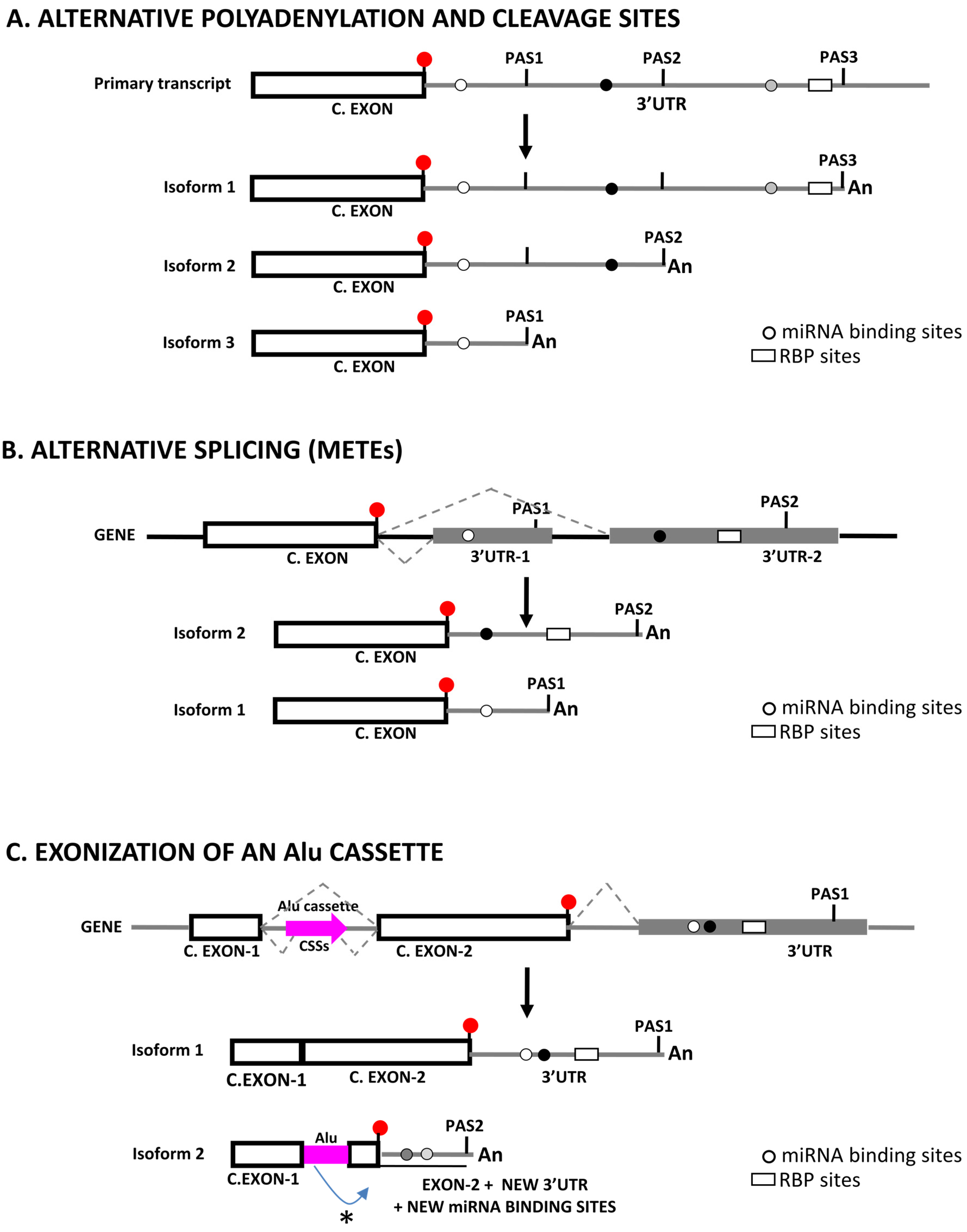 Post-transcriptional 3´-UTR cleavage of mRNA transcripts generates  thousands of stable uncapped autonomous RNA fragments