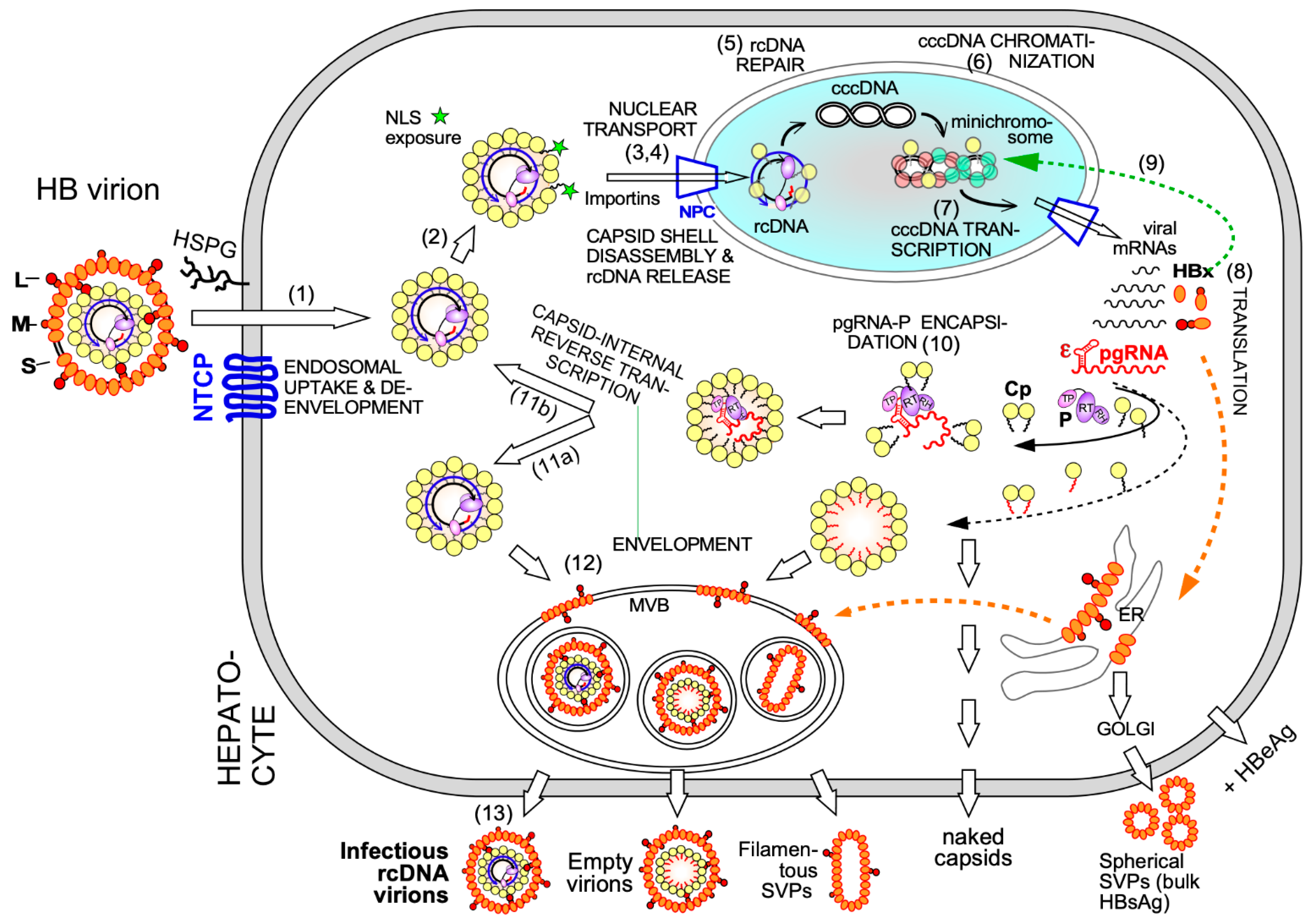 Biomedicines | Free Full-Text | The Hepatitis B Virus Nucleocapsid ...