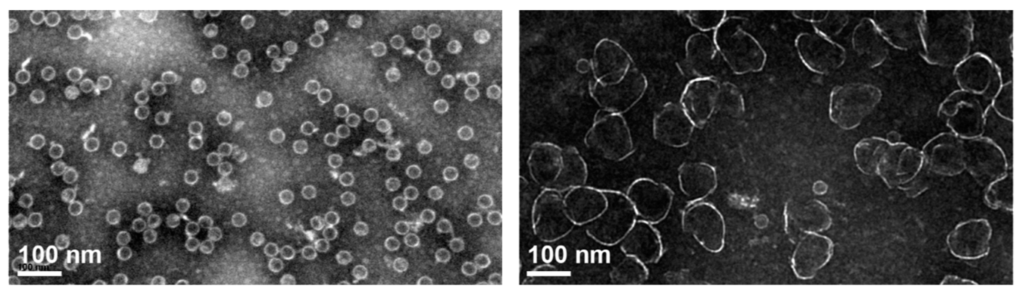 Biomedicines 09 01577 g009