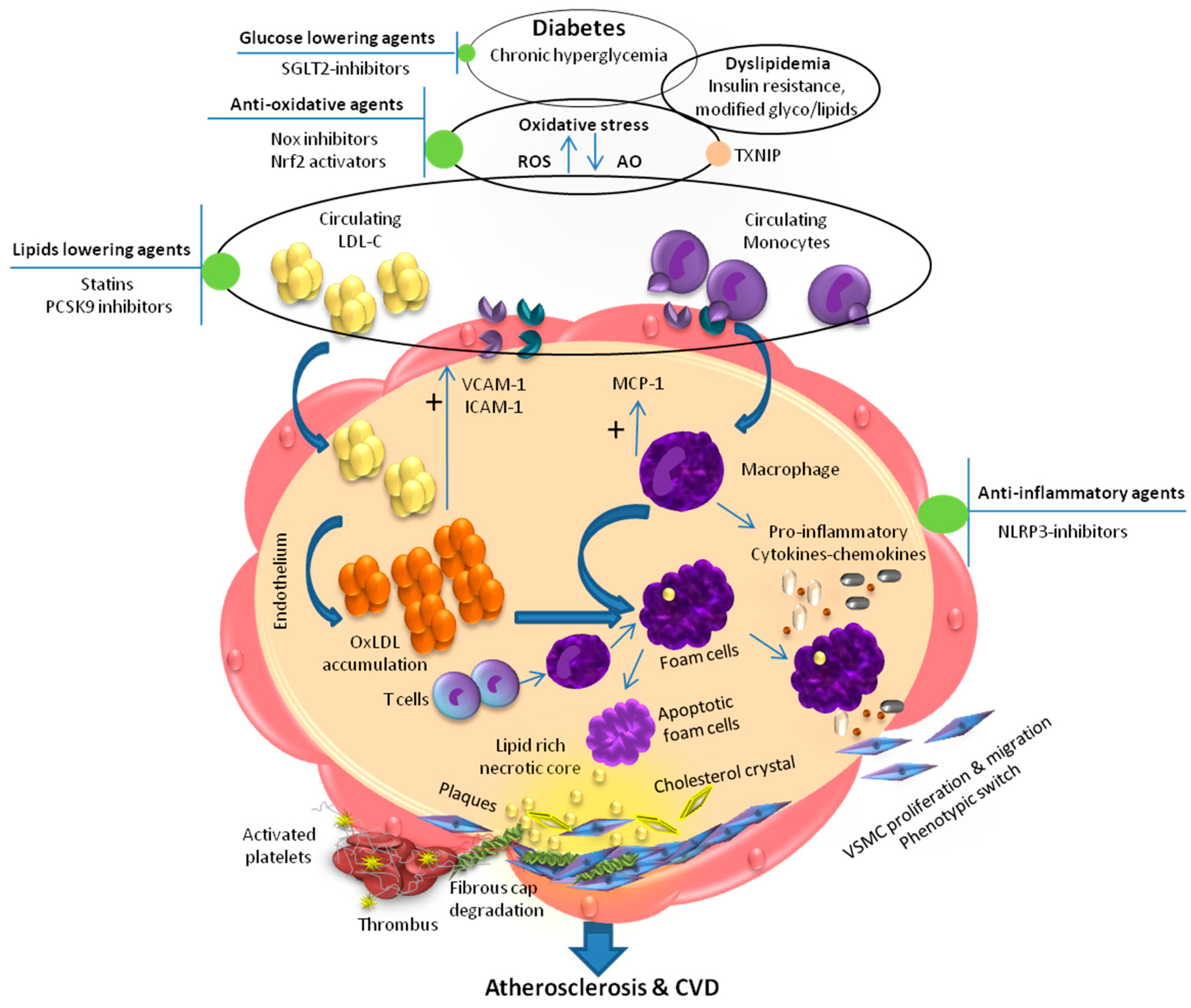 Biomedicines | Free Full-Text | Dyslipidemia, Diabetes and Atherosclerosis:  Role of Inflammation and ROS-Redox-Sensitive Factors
