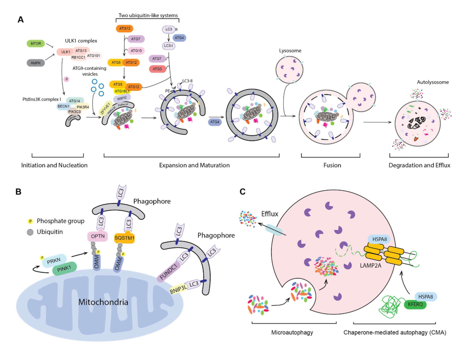 Biomedicines | Free Full-Text | The Emerging Roles of Autophagy in Human  Diseases