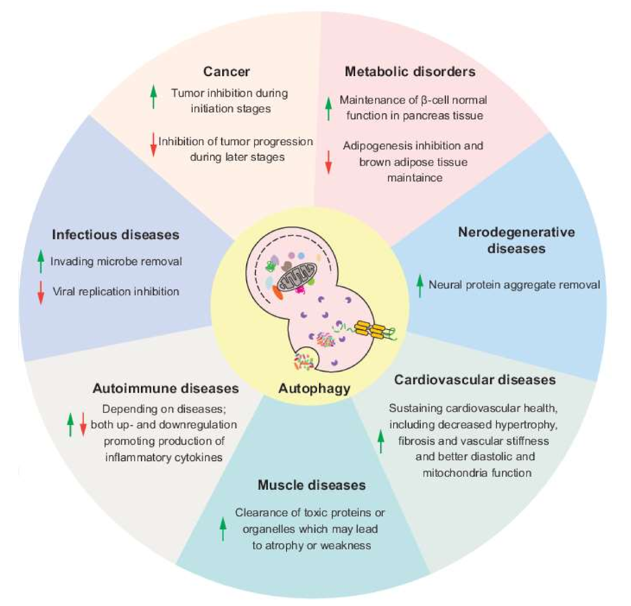 Autophagy and autophagy-related diseases