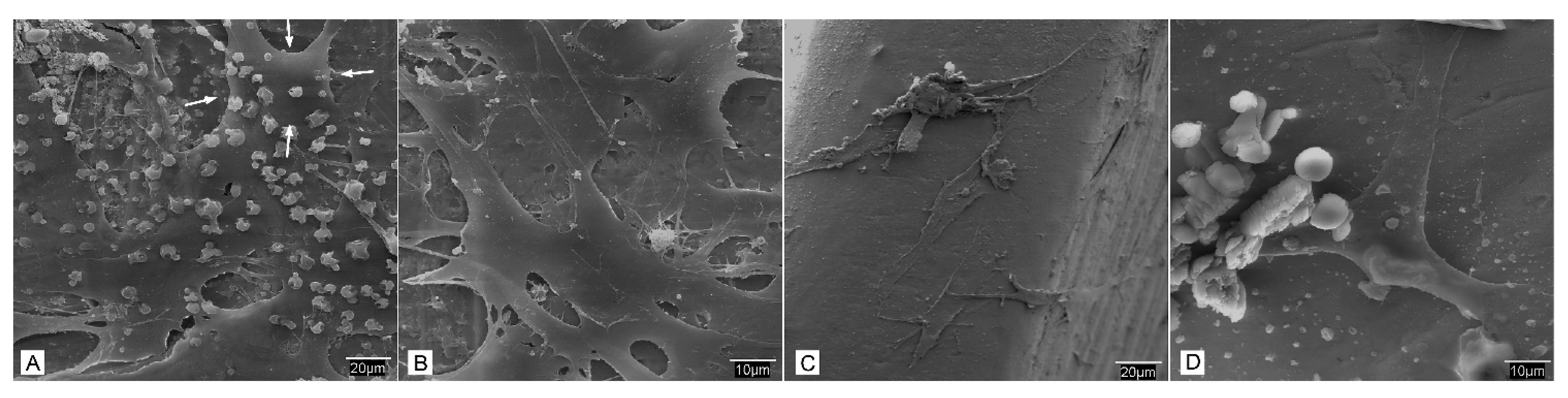 Biomedicines 09 01663 g007