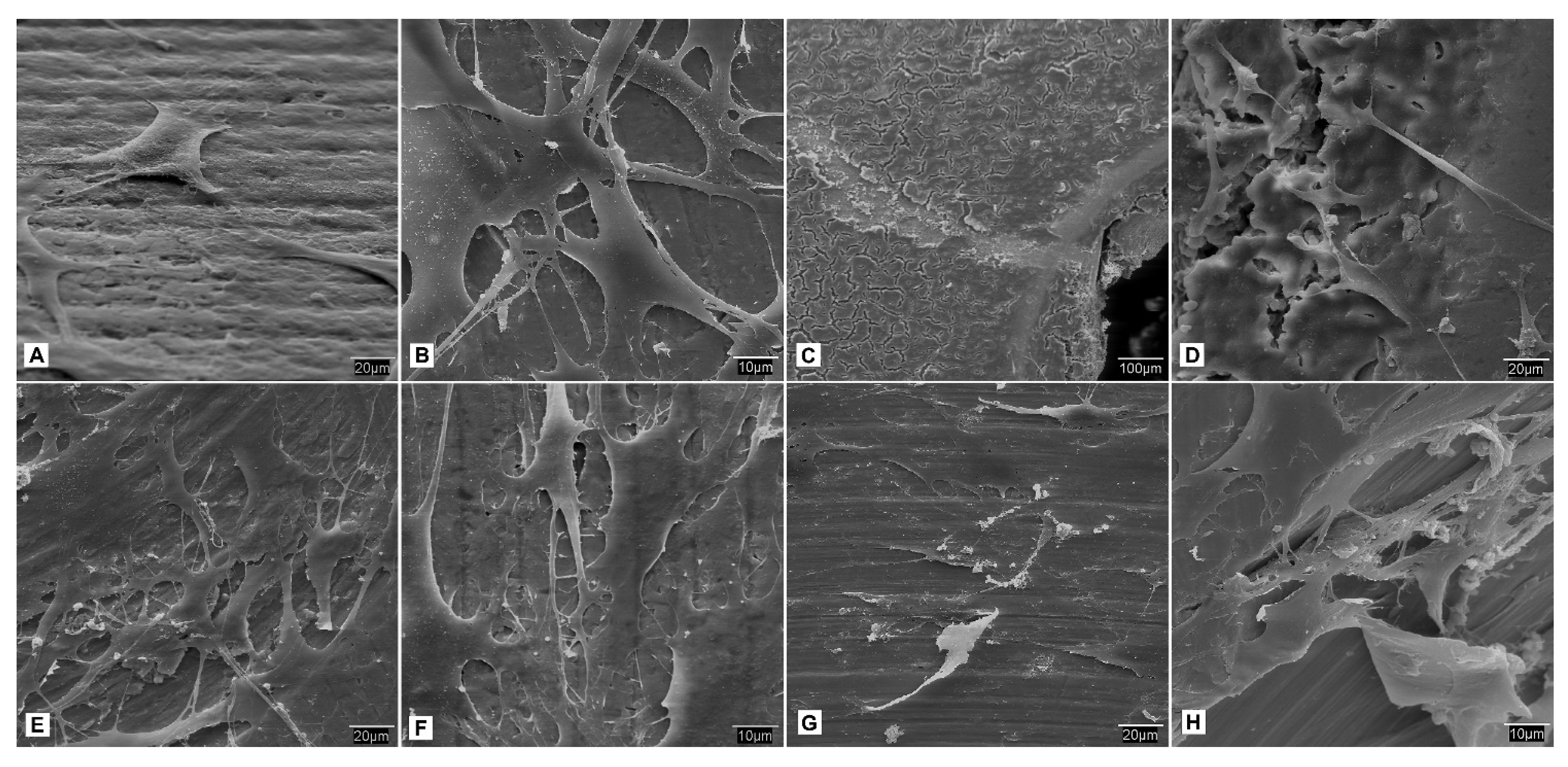 Biomedicines 09 01663 g008