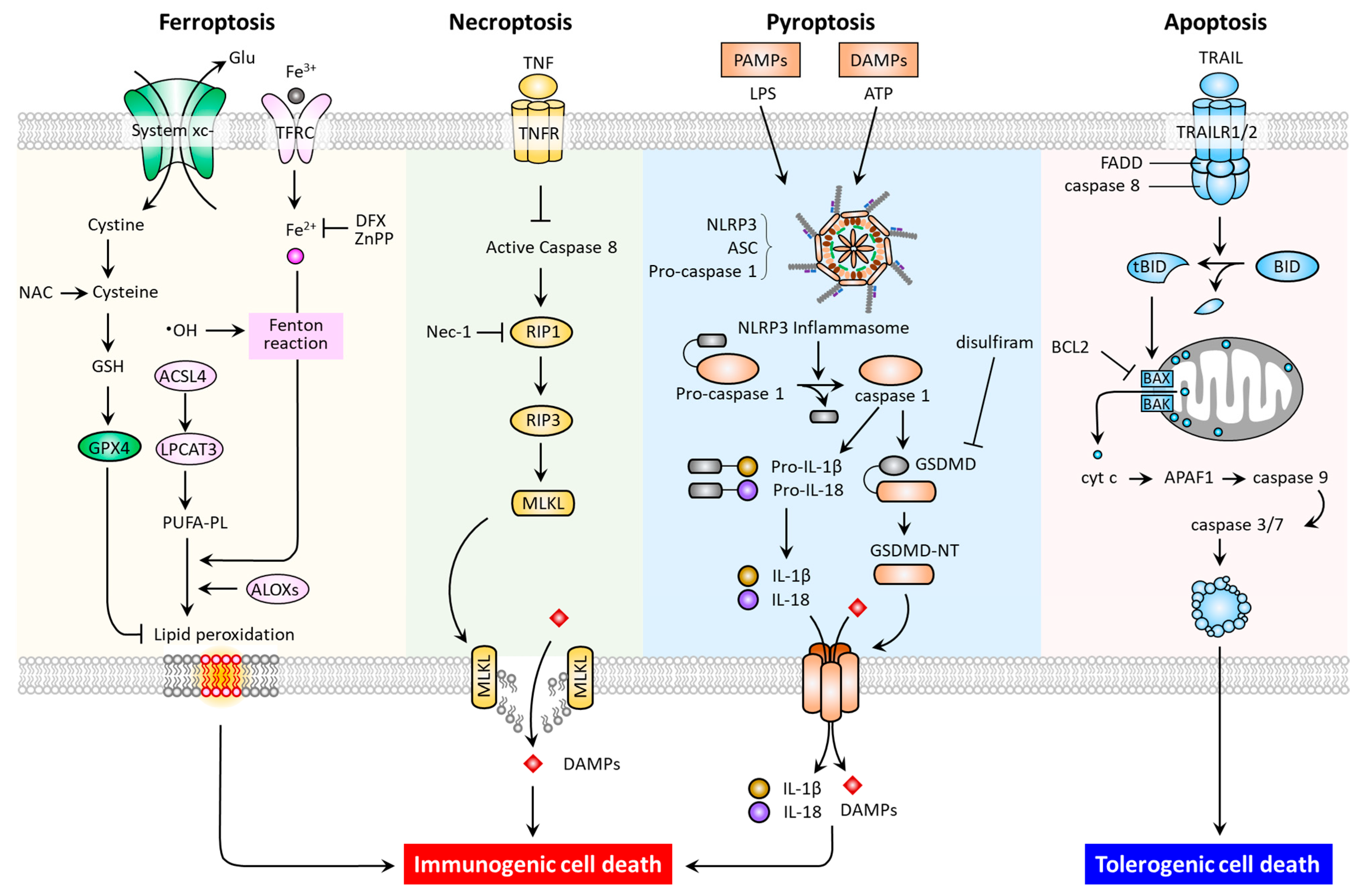 Biomedicines 09 01679 g001