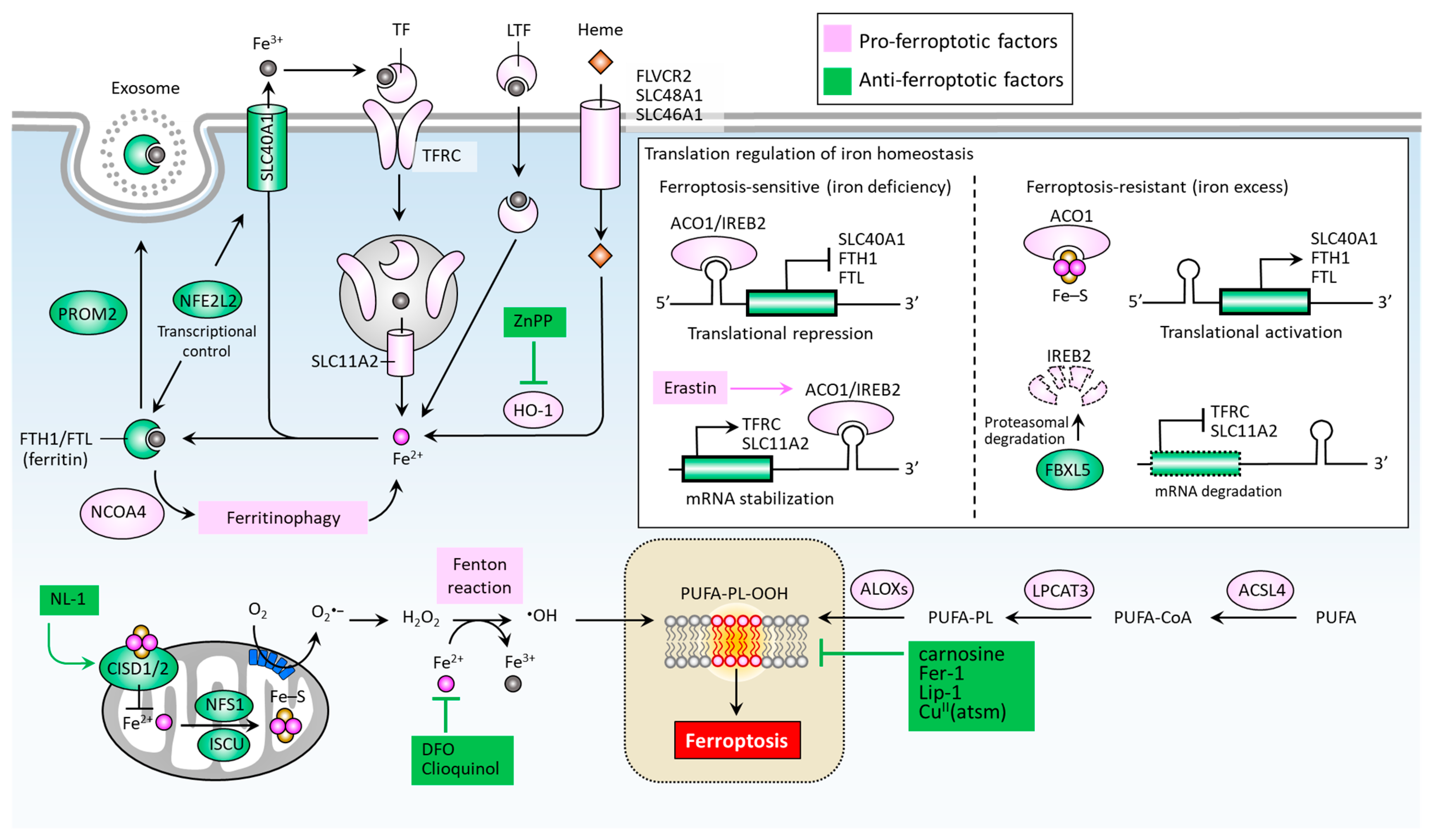 Biomedicines 09 01679 g002