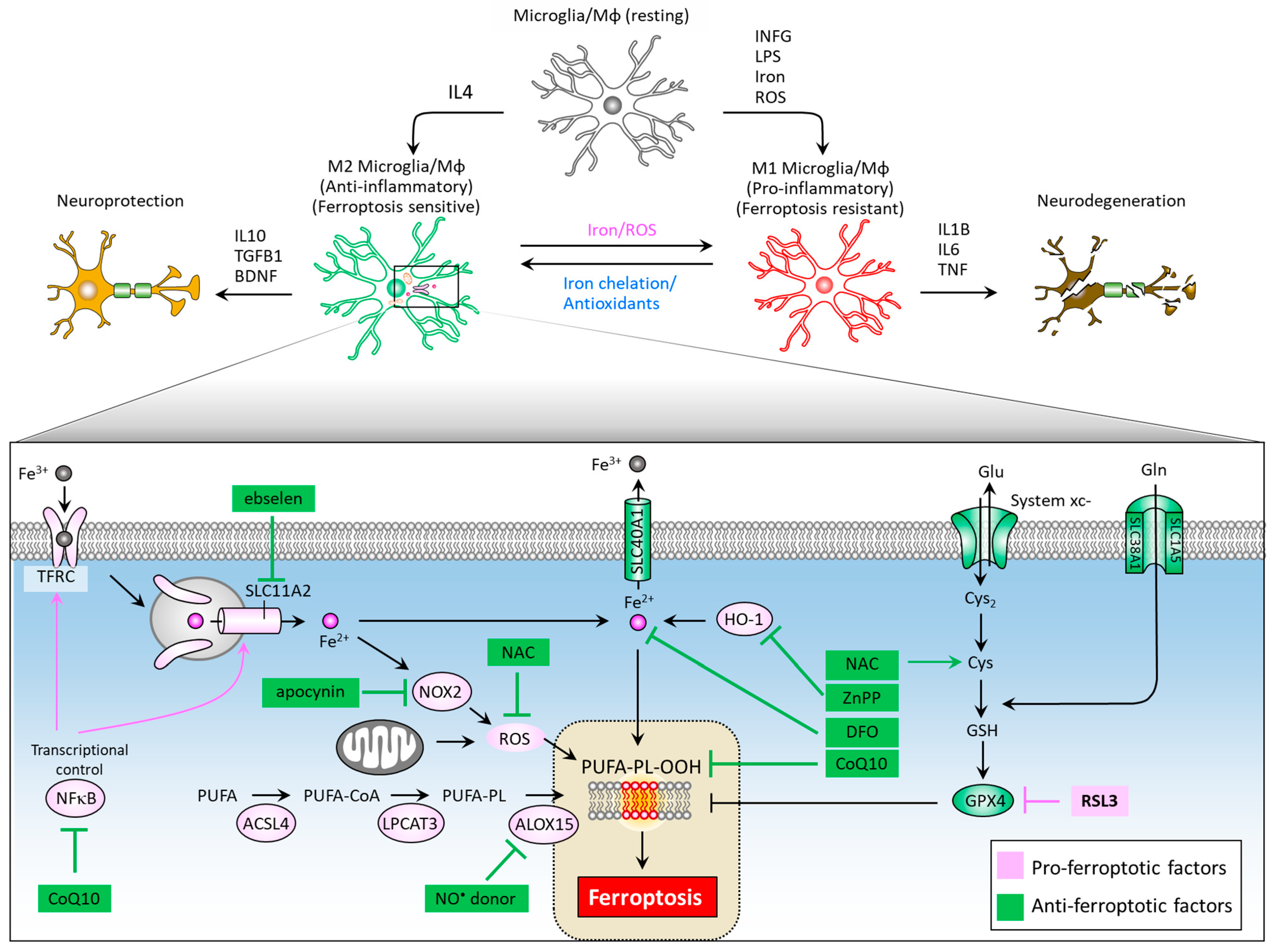 Biomedicines 09 01679 g004