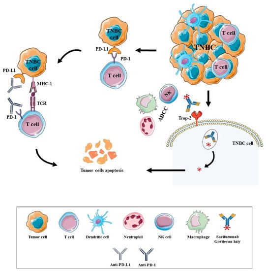 Biomedicines | Free Full-Text | Immunotherapy in Breast Cancer: When ...