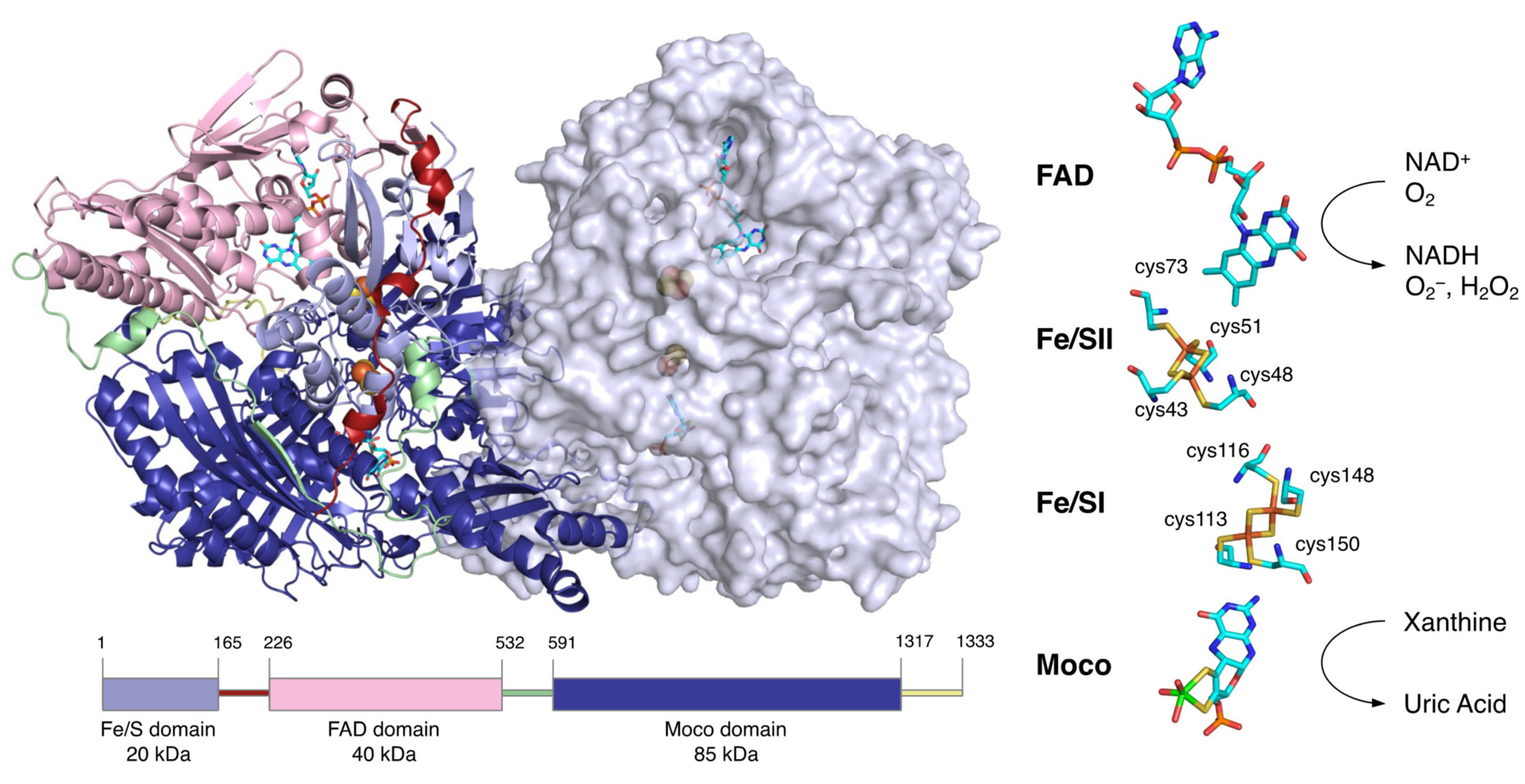 Biomedicines 09 01723 g002 Biomedicines 09 01723 g002