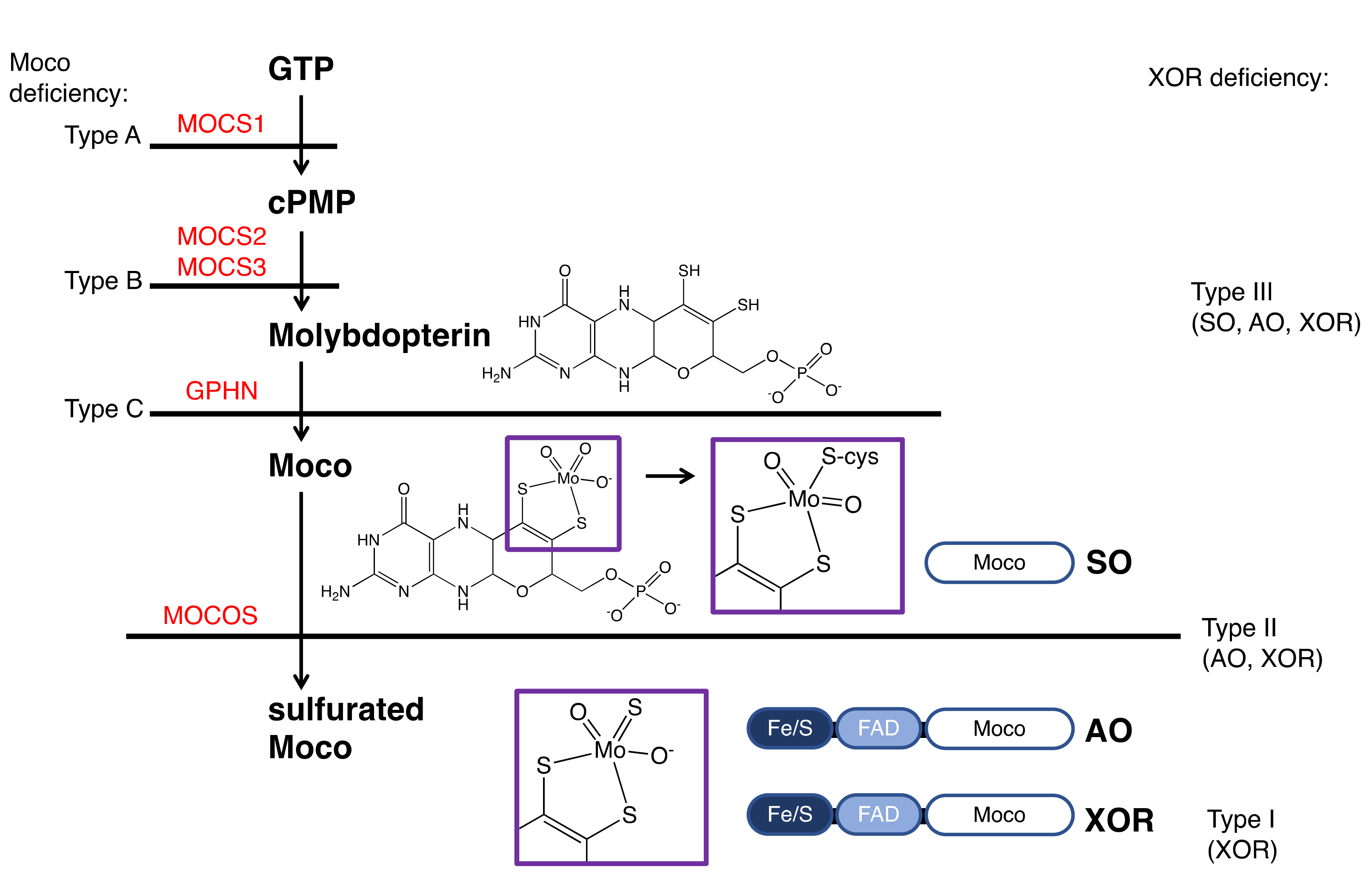 Biomedicines 09 01723 g006 Biomedicines 09 01723 g006
