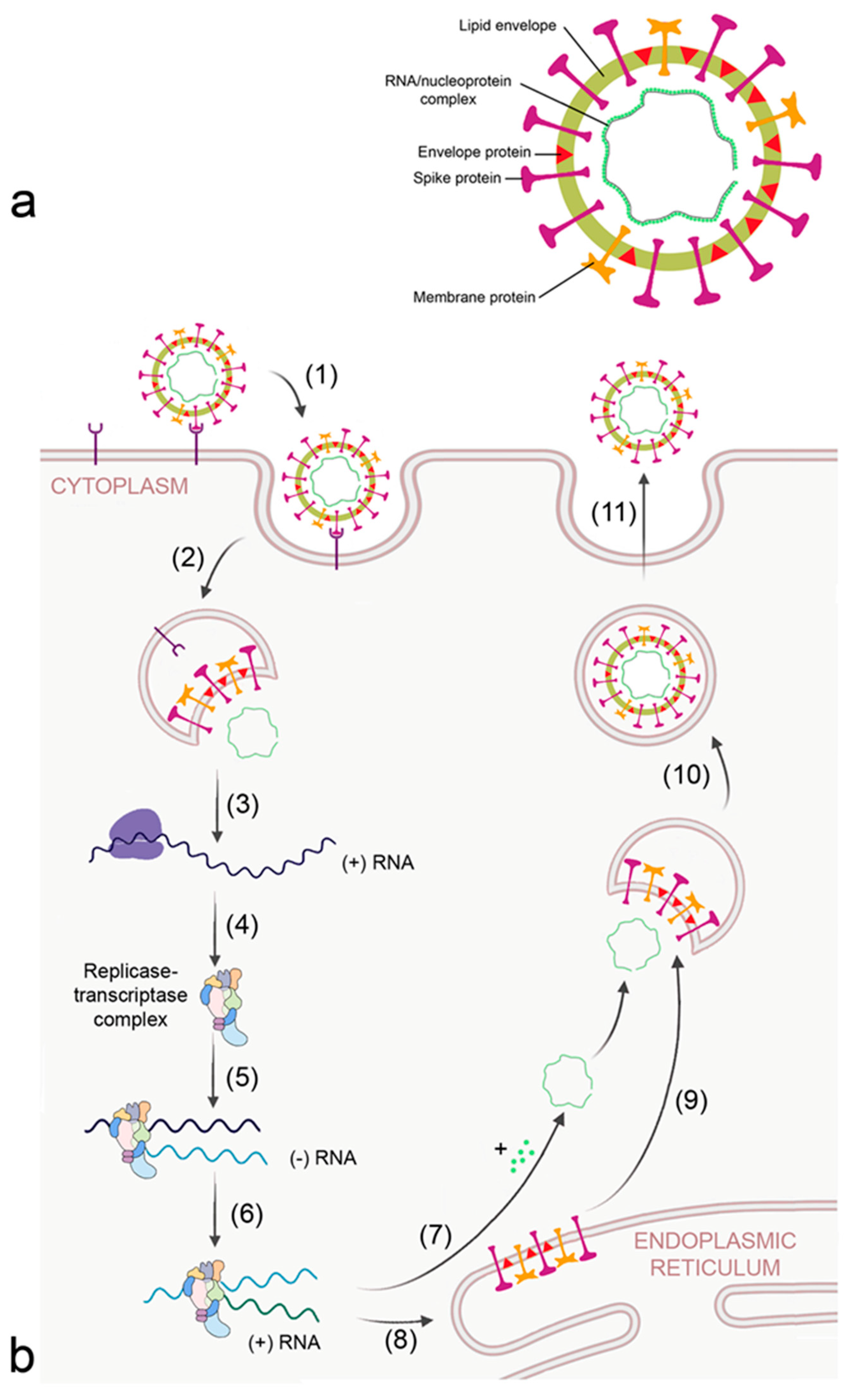 Biomedicines 09 01732 g003