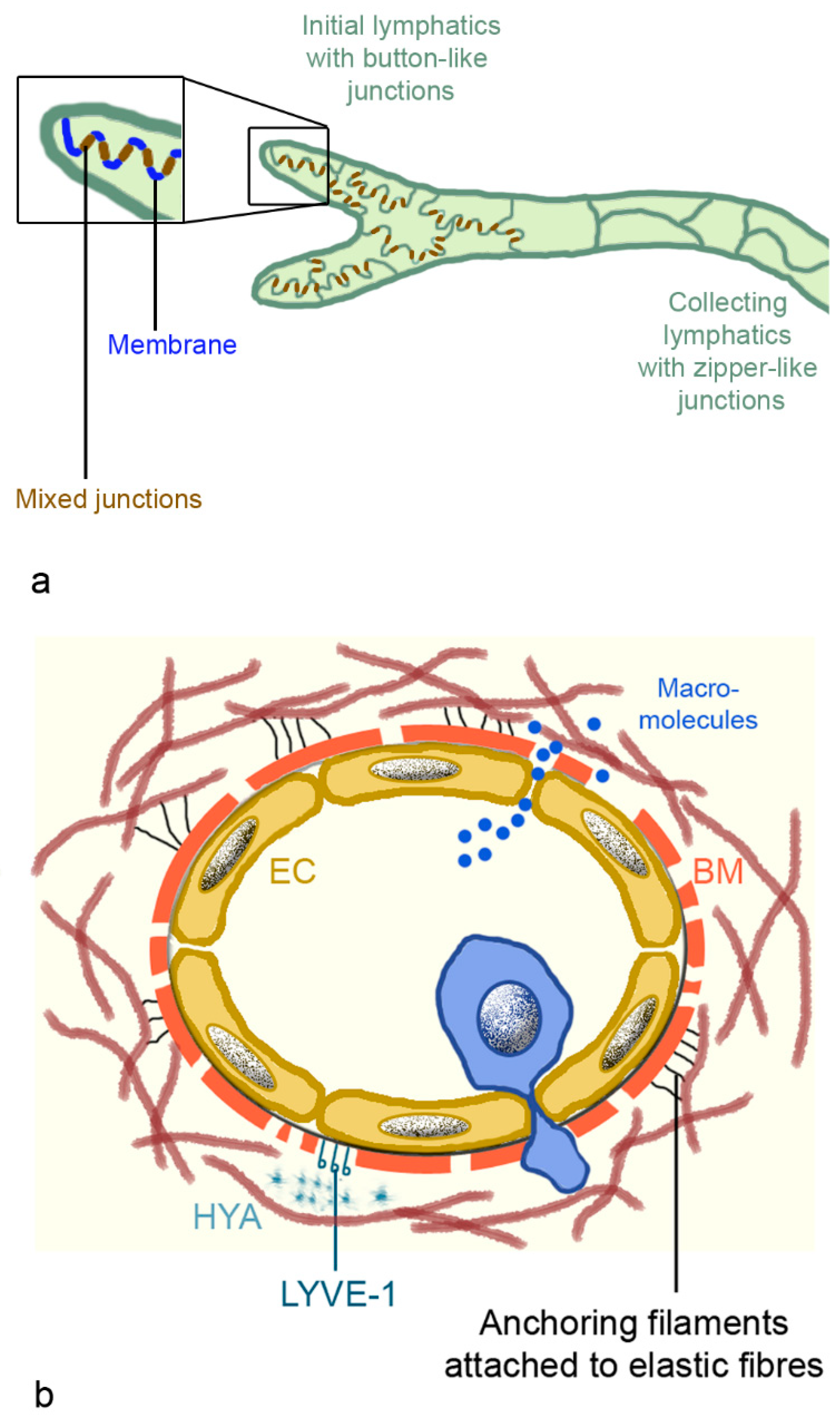 Biomedicines 09 01732 g005