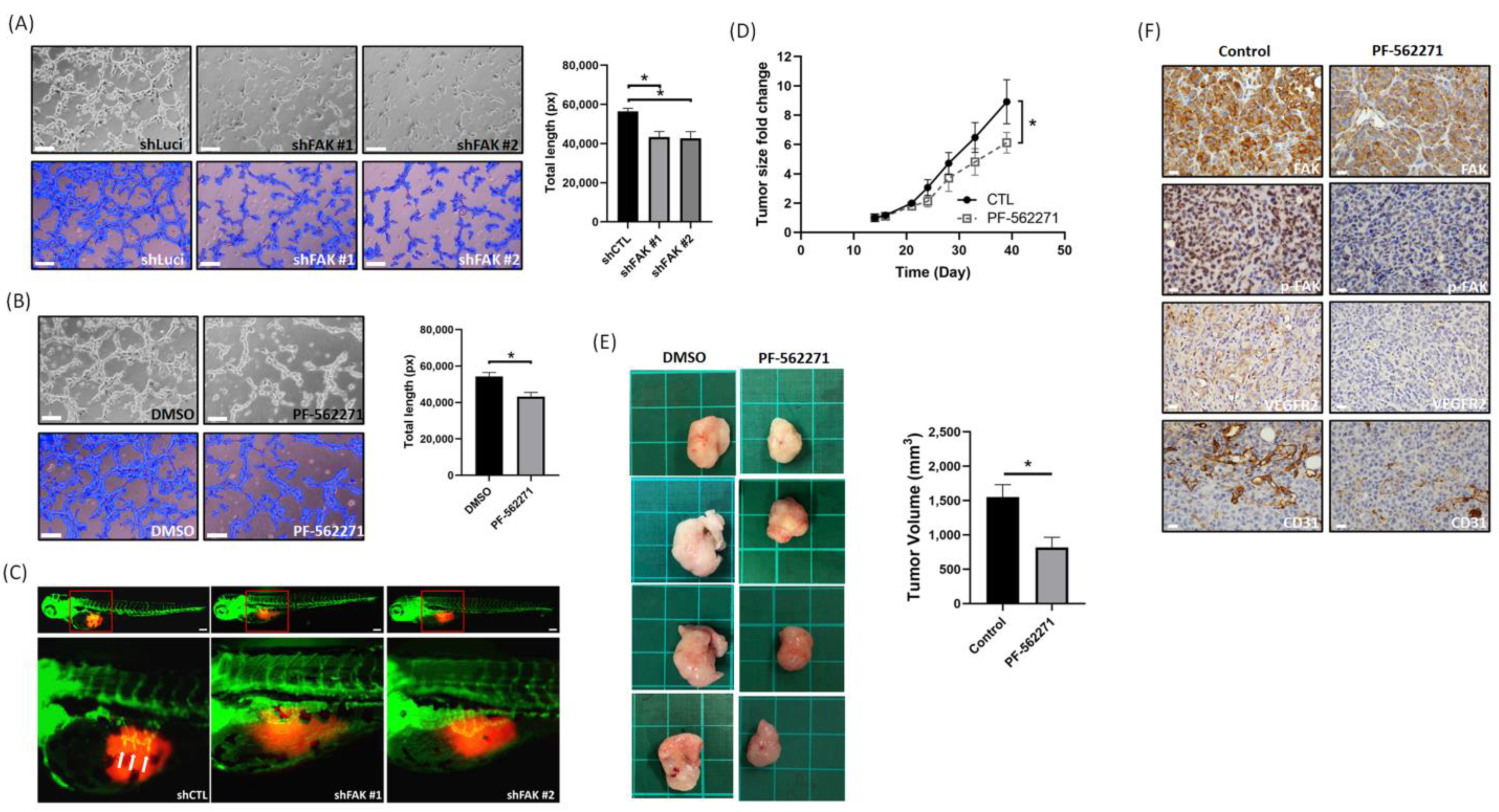 Biomedicines 09 01789 g005