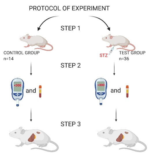 Biomedicines | Free Full-Text | Streptozotocin-Induced Diabetes In A ...