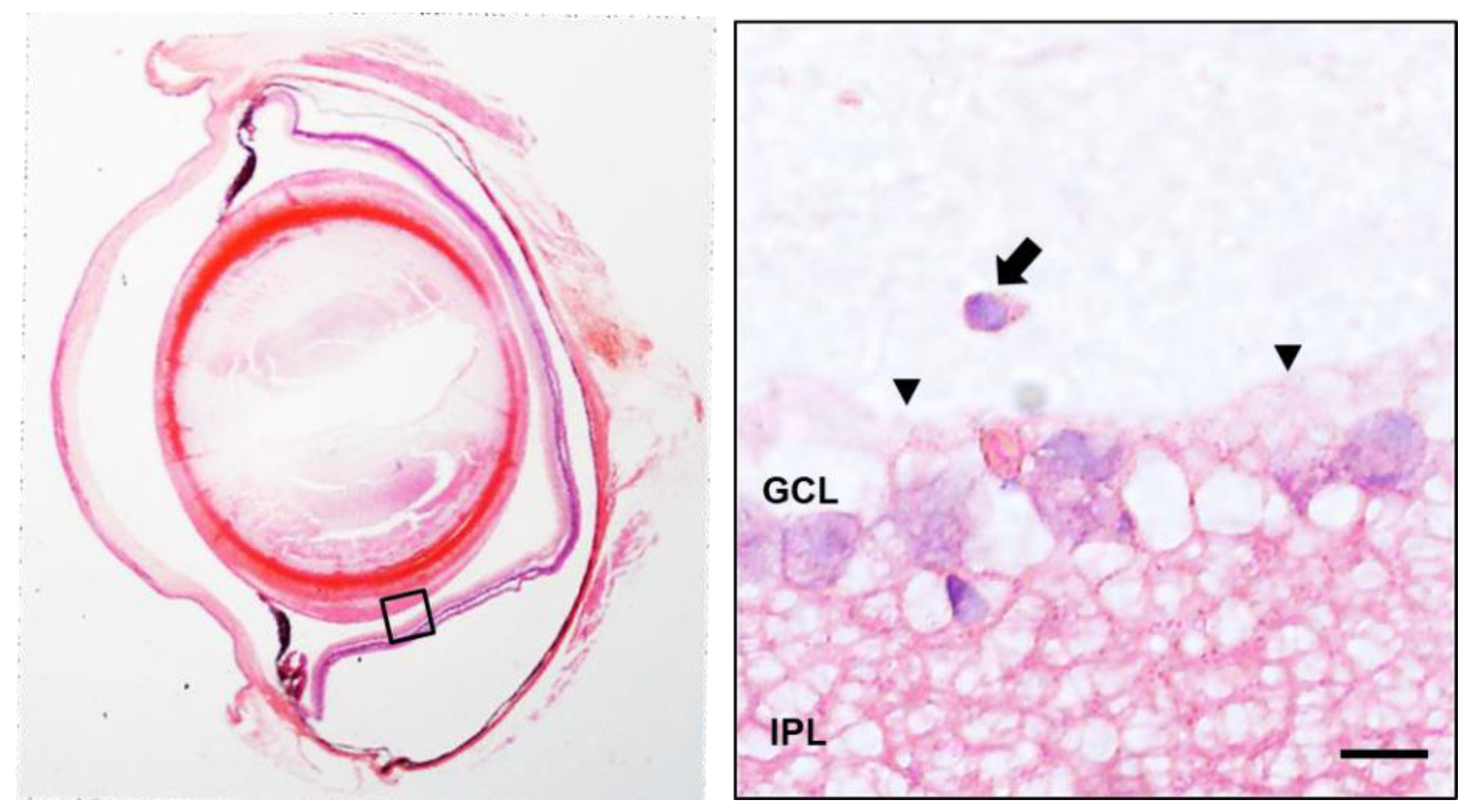 Biomedicines 09 01792 g005