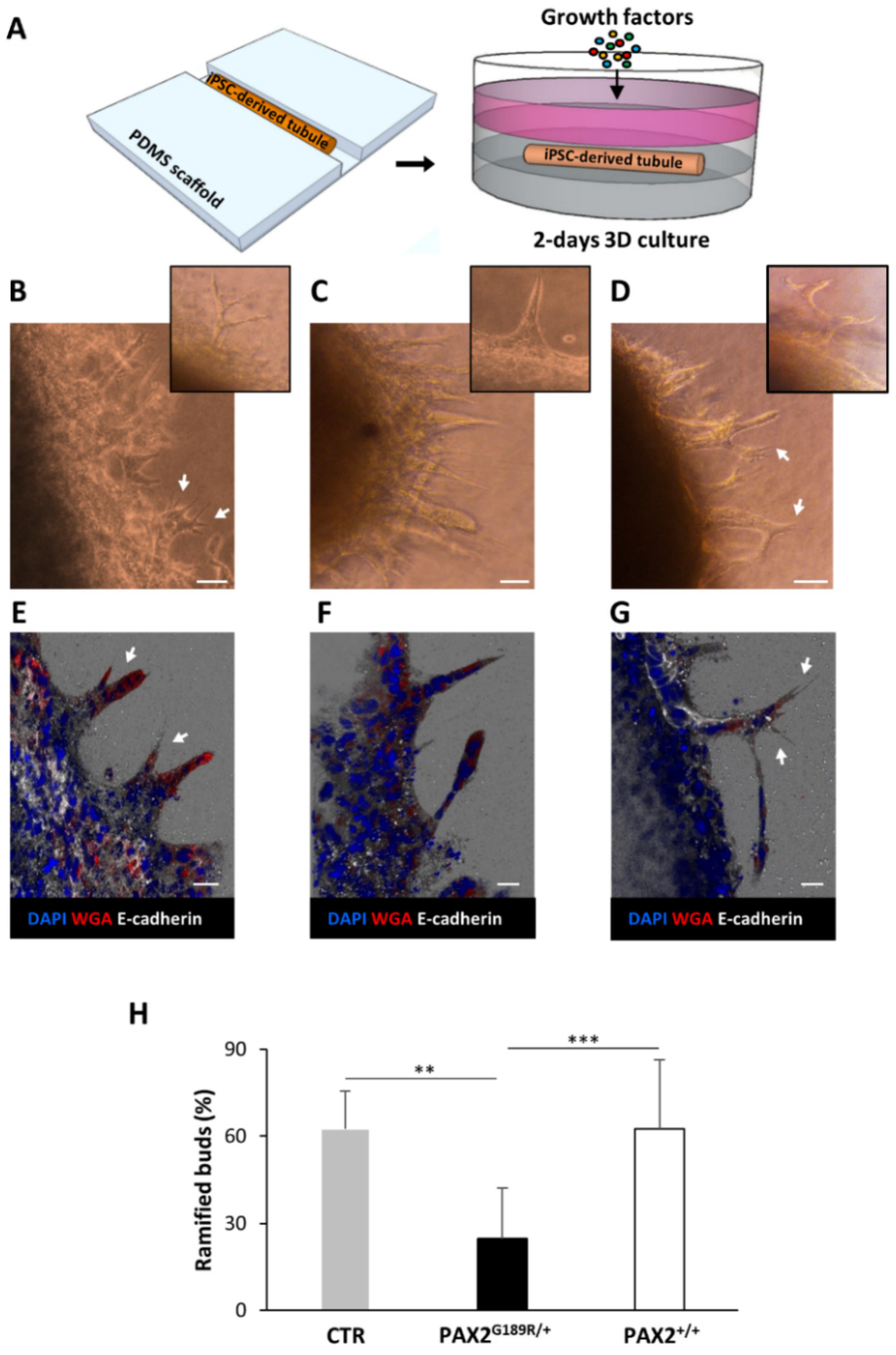 Biomedicines 09 01808 g007