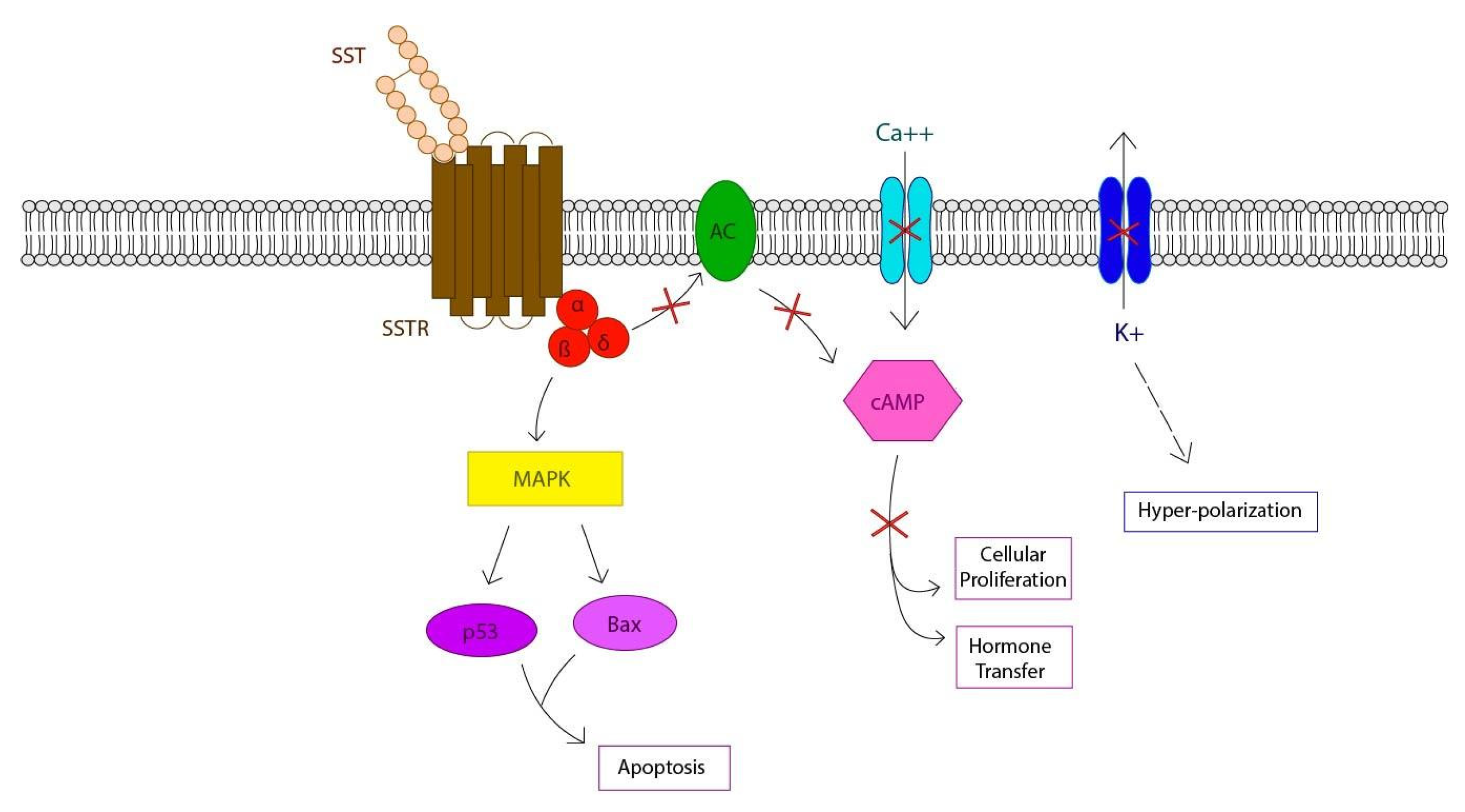 Biomedicines 09 01810 g002 Biomedicines 09 01810 g002