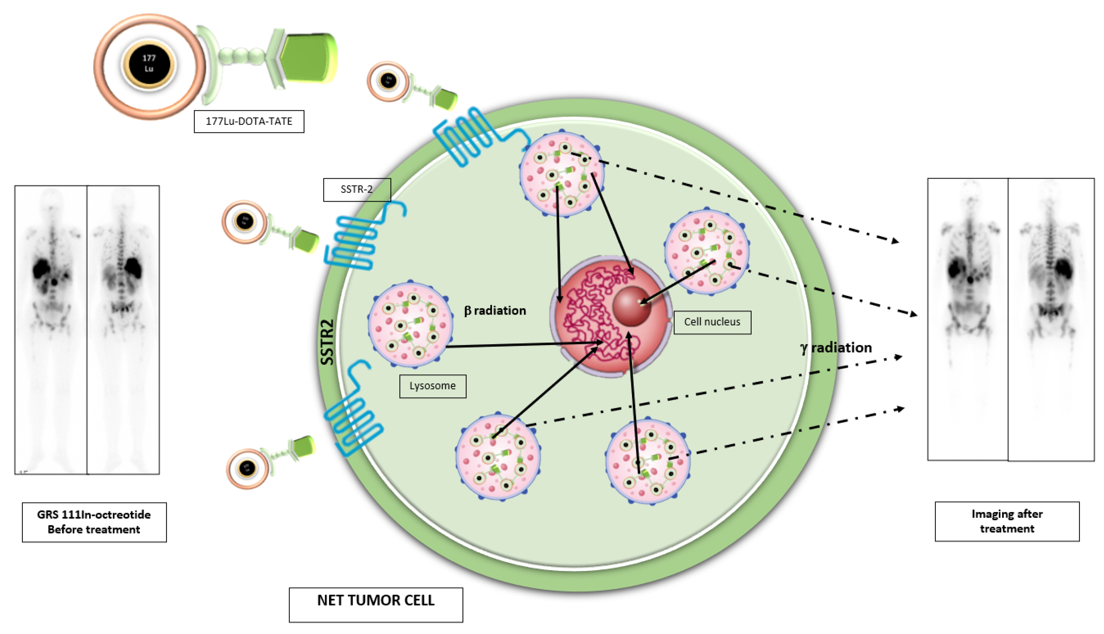 Biomedicines 09 01810 g004 Biomedicines 09 01810 g004