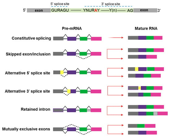 The role played by alternative splicing in antigenic variability