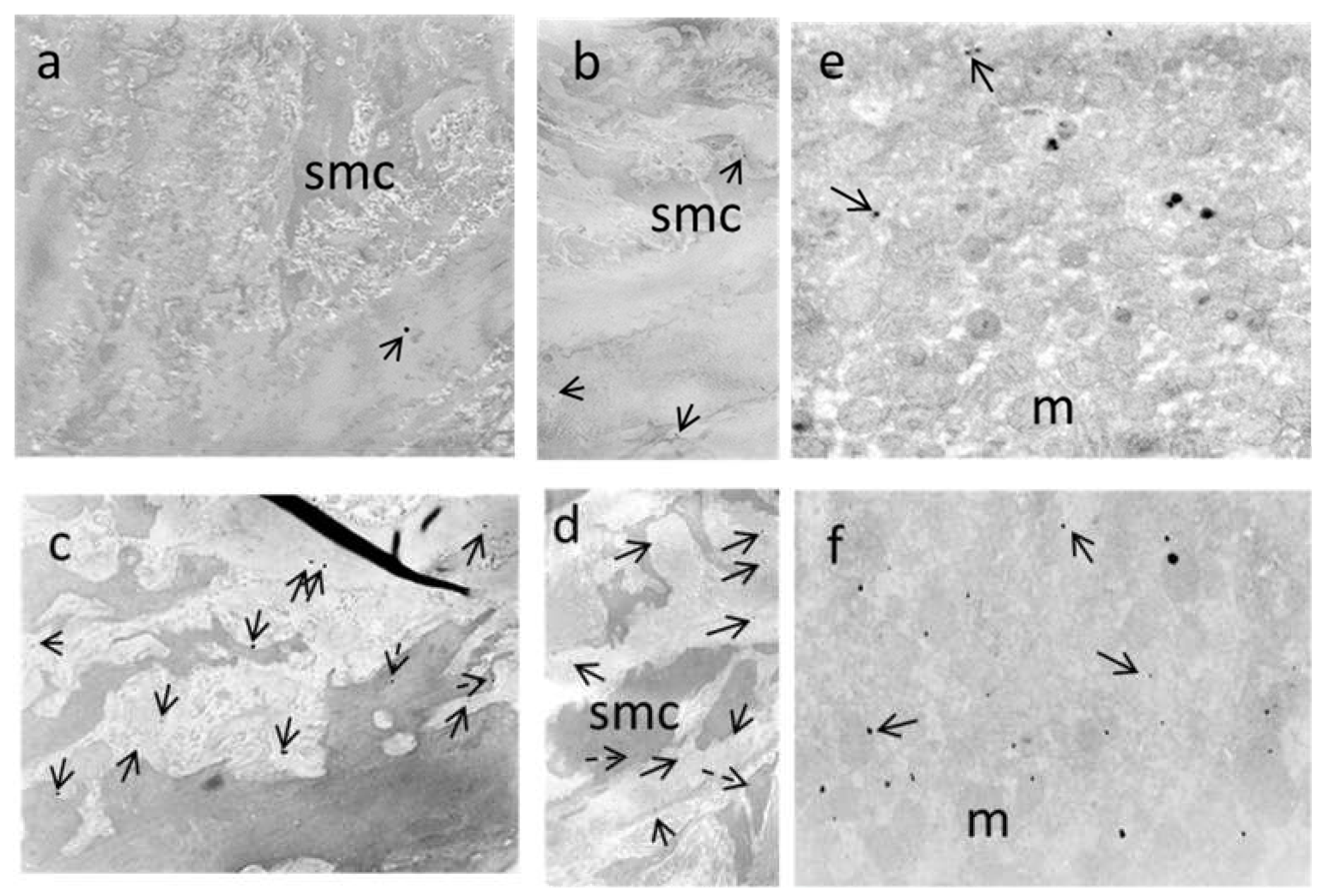 Biomedicines 09 01855 g012