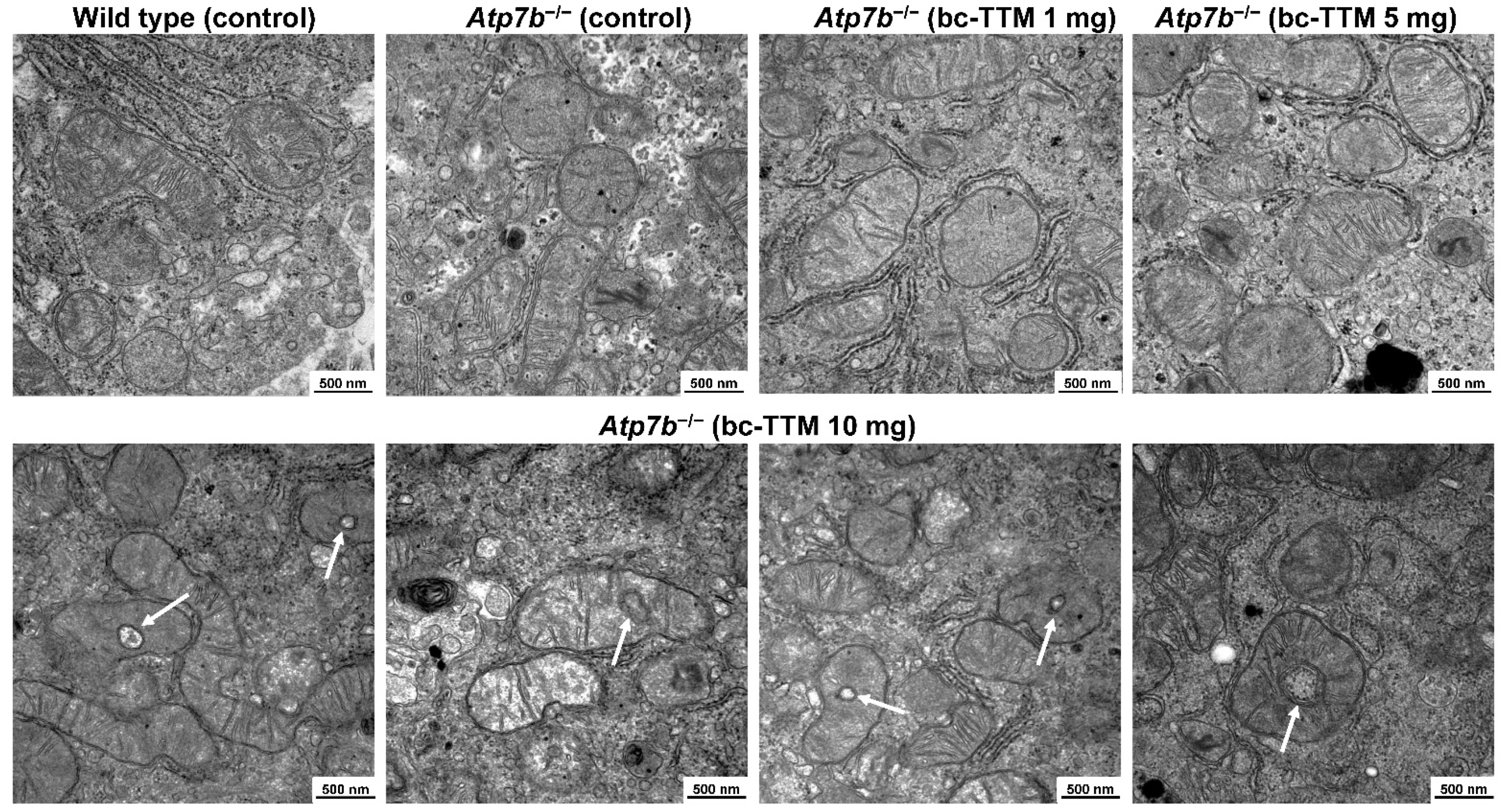 Biomedicines 09 01861 g002 Biomedicines 09 01861 g002