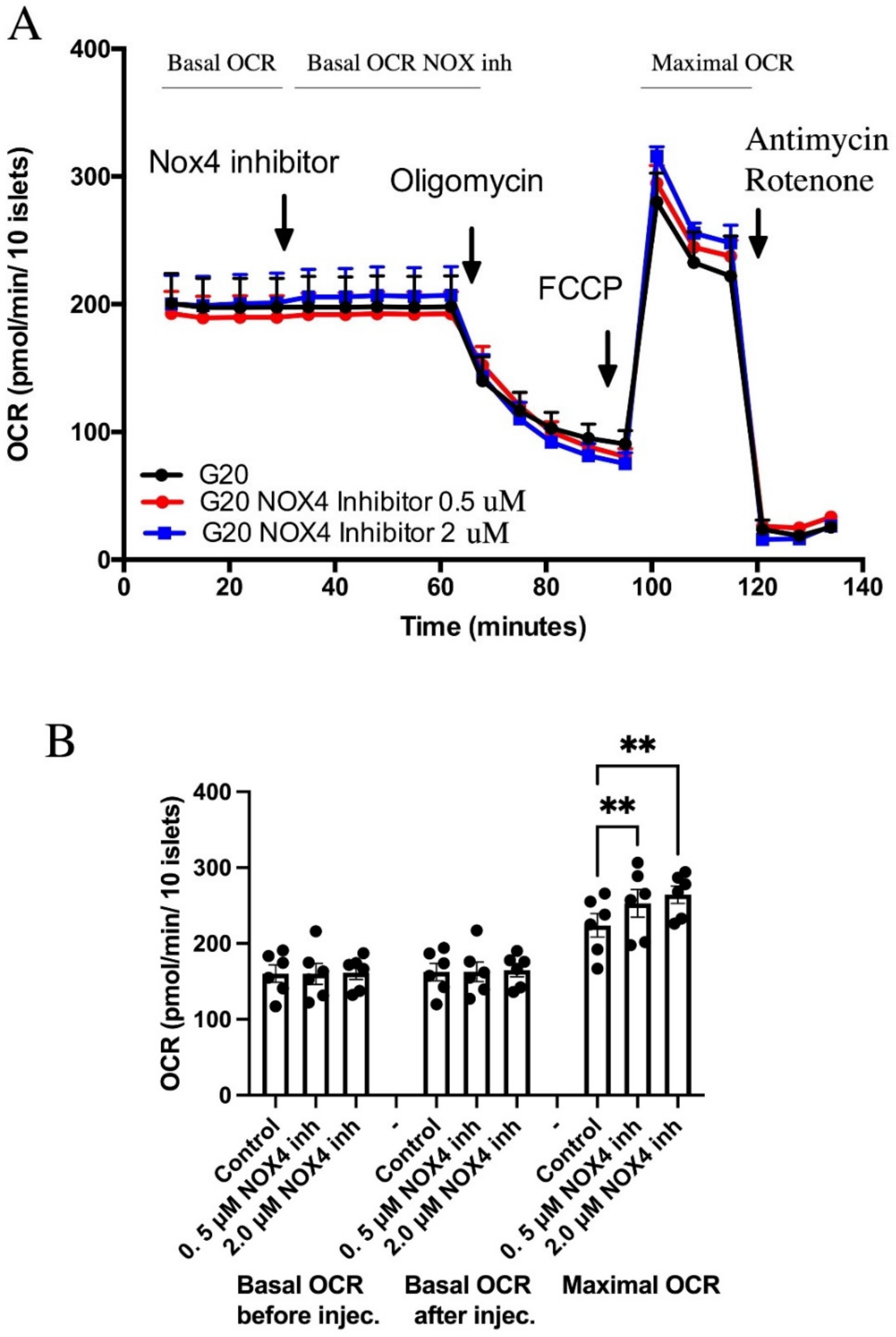 Biomedicines | Free Full-Text | Pharmacological Inhibition of NOX4 Improves  Mitochondrial Function and Survival in Human Beta-Cells
