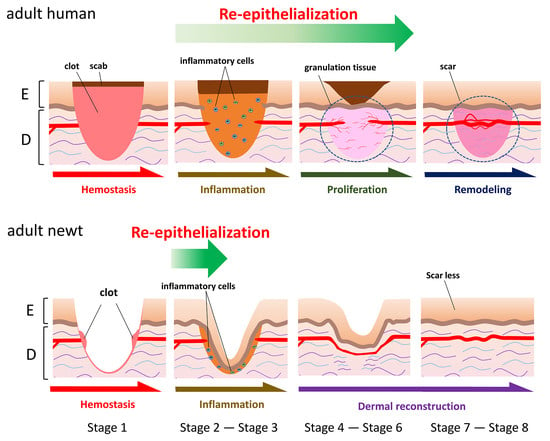 Biomedicines | Free Full-Text | Skin Wound Healing of the Adult Newt ...