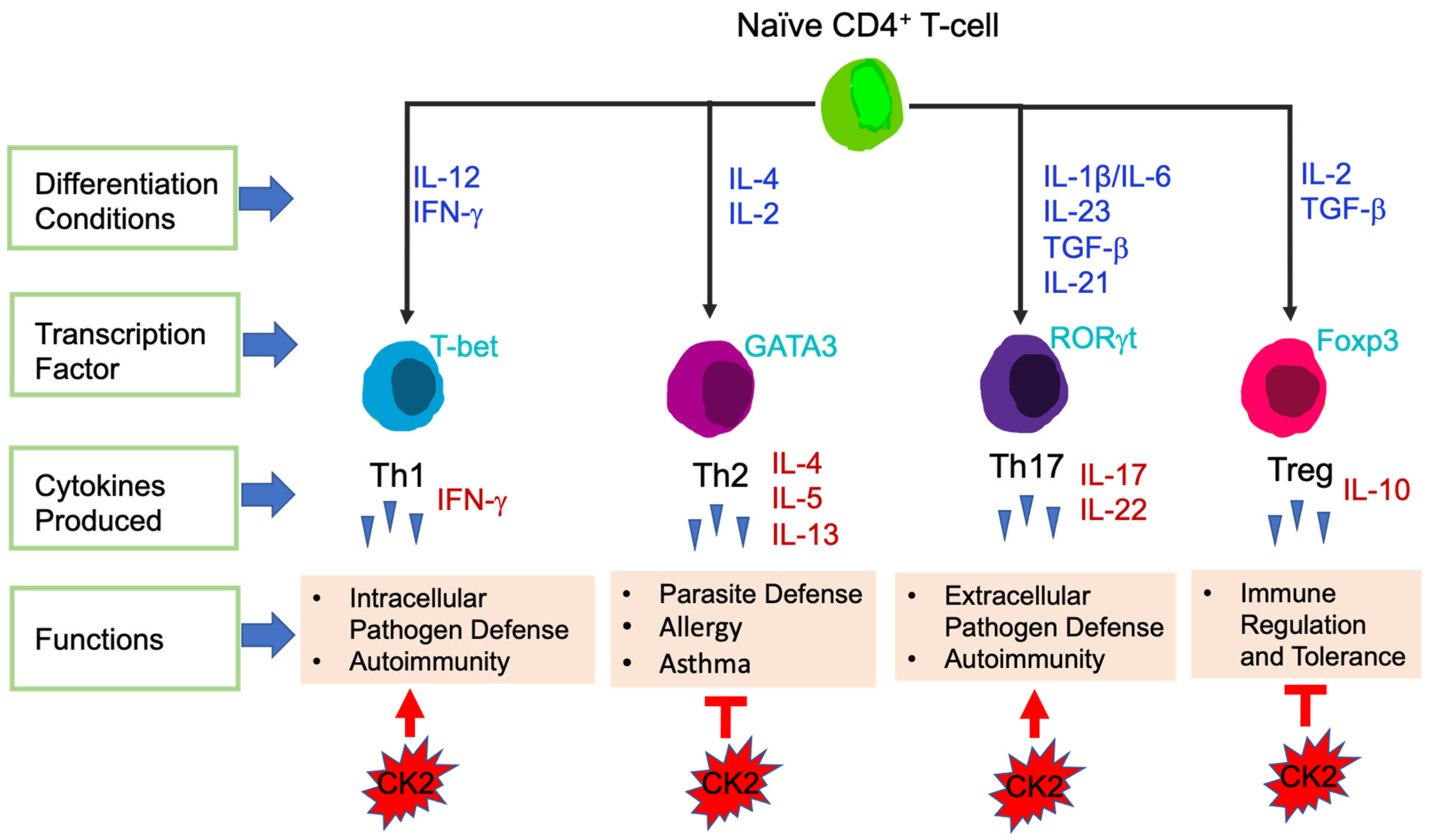 Biomedicines 09 01932 g003
