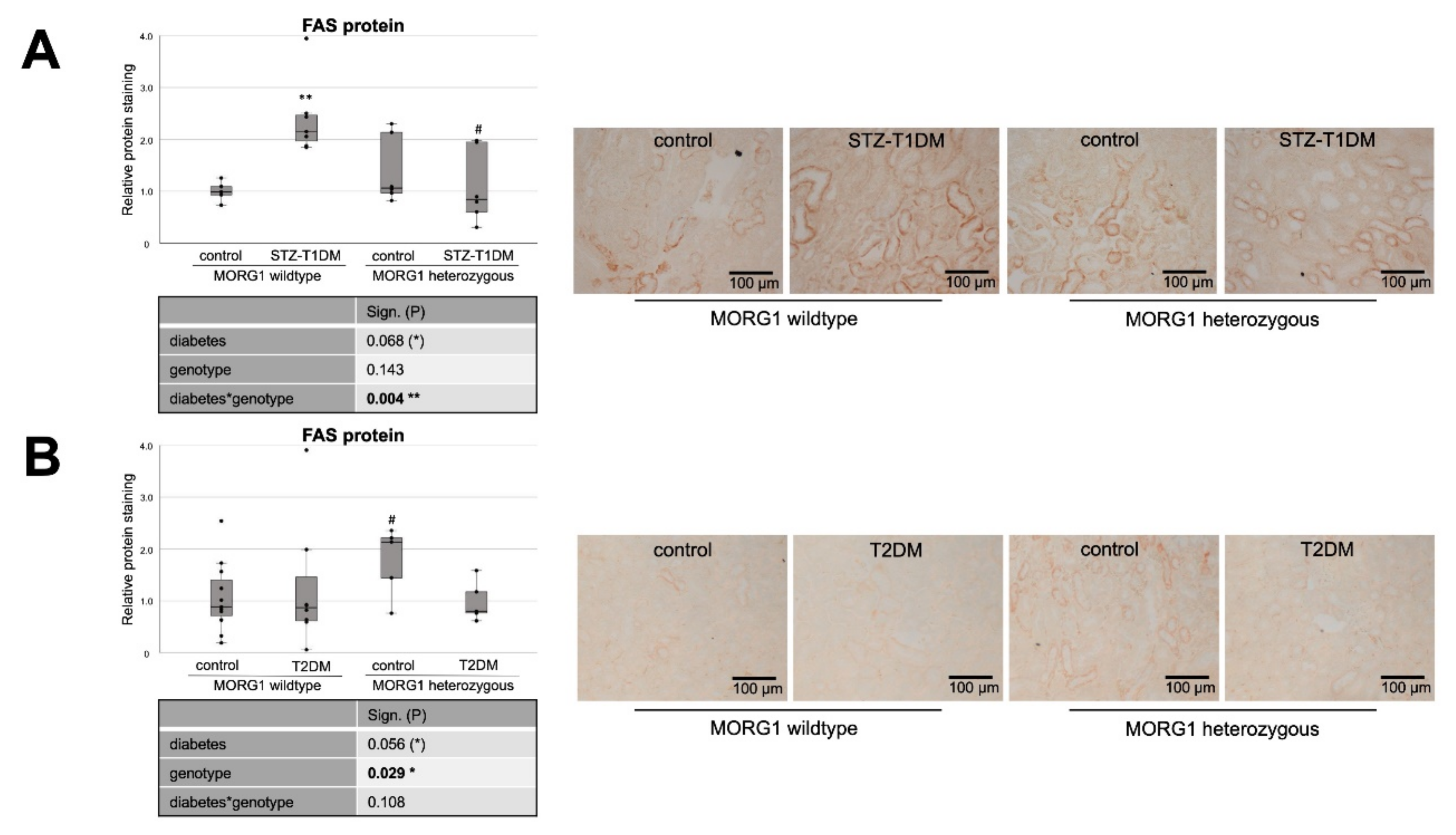 Biomedicines 10 00030 g001 Biomedicines 10 00030 g001