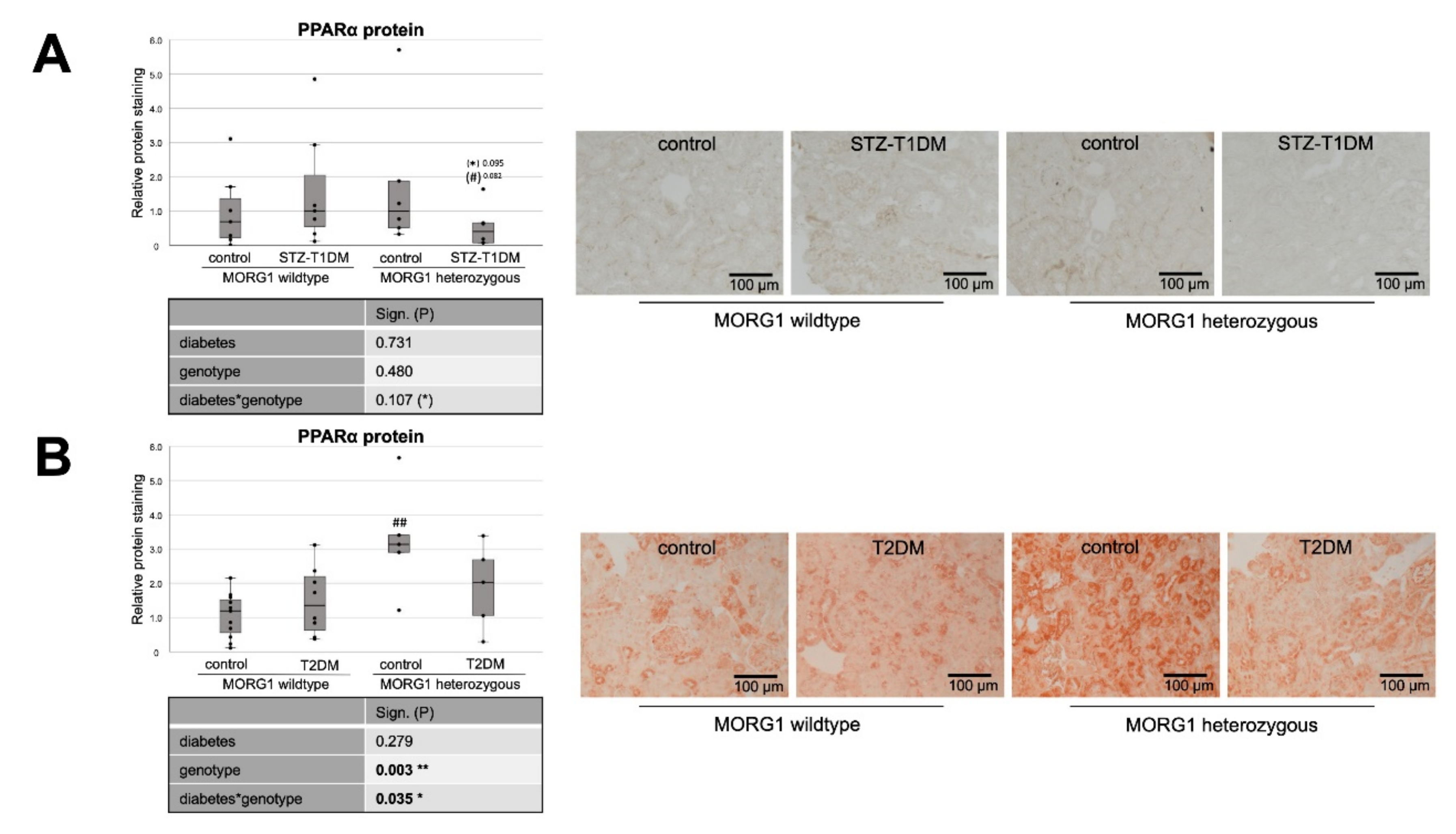 Biomedicines 10 00030 g004 Biomedicines 10 00030 g004