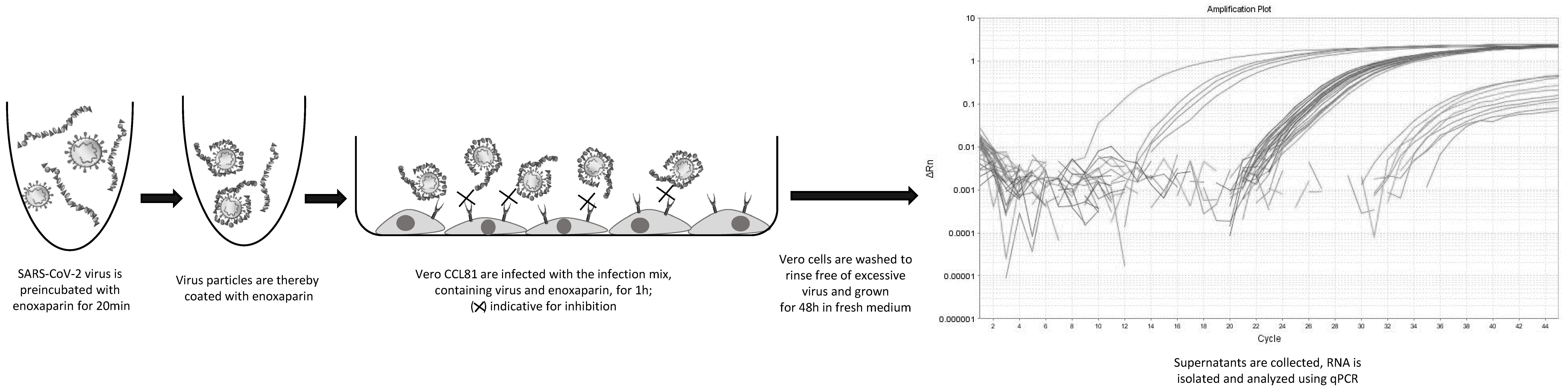 Biomedicines 10 00049 g002