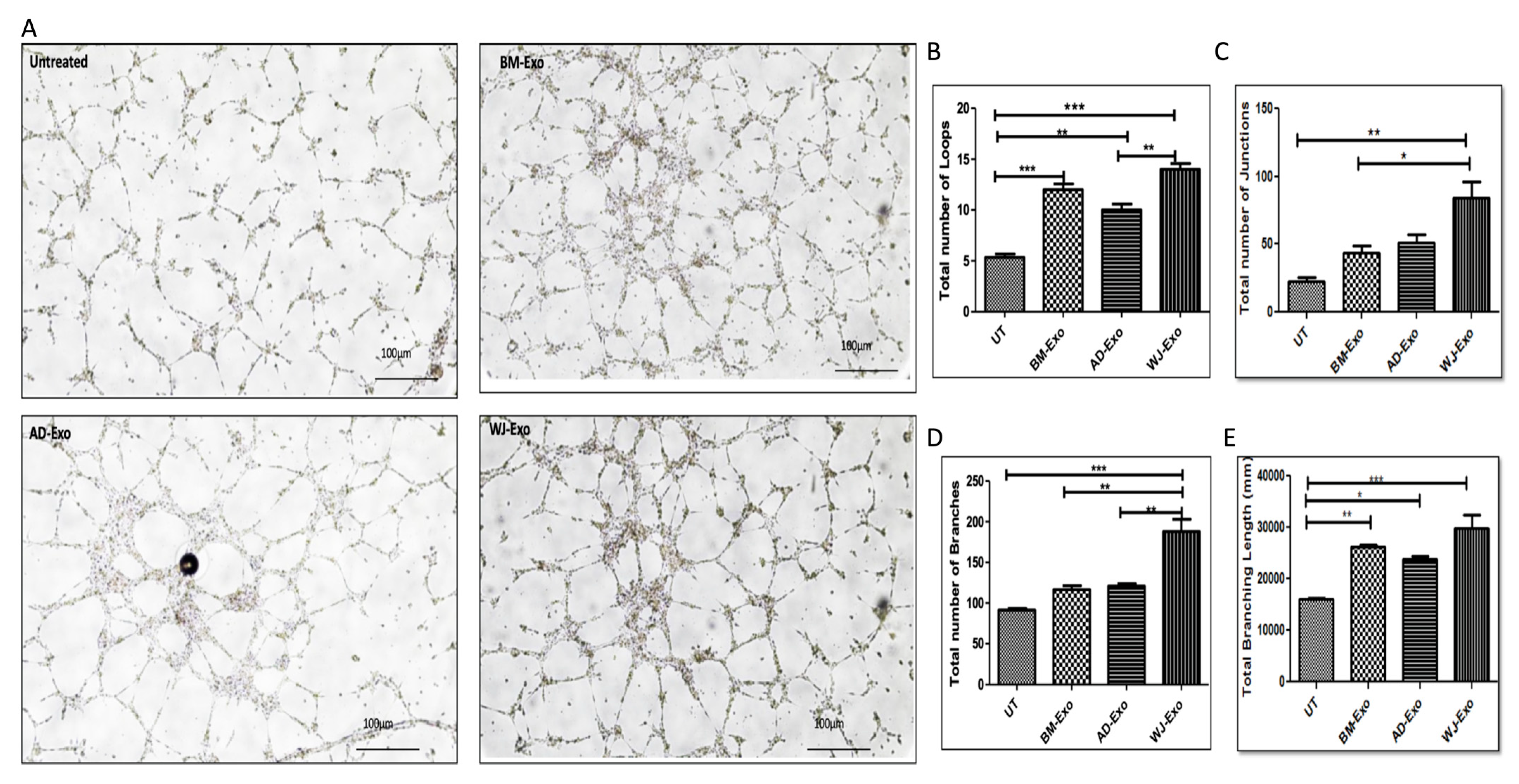 Biomedicines 10 00069 g007