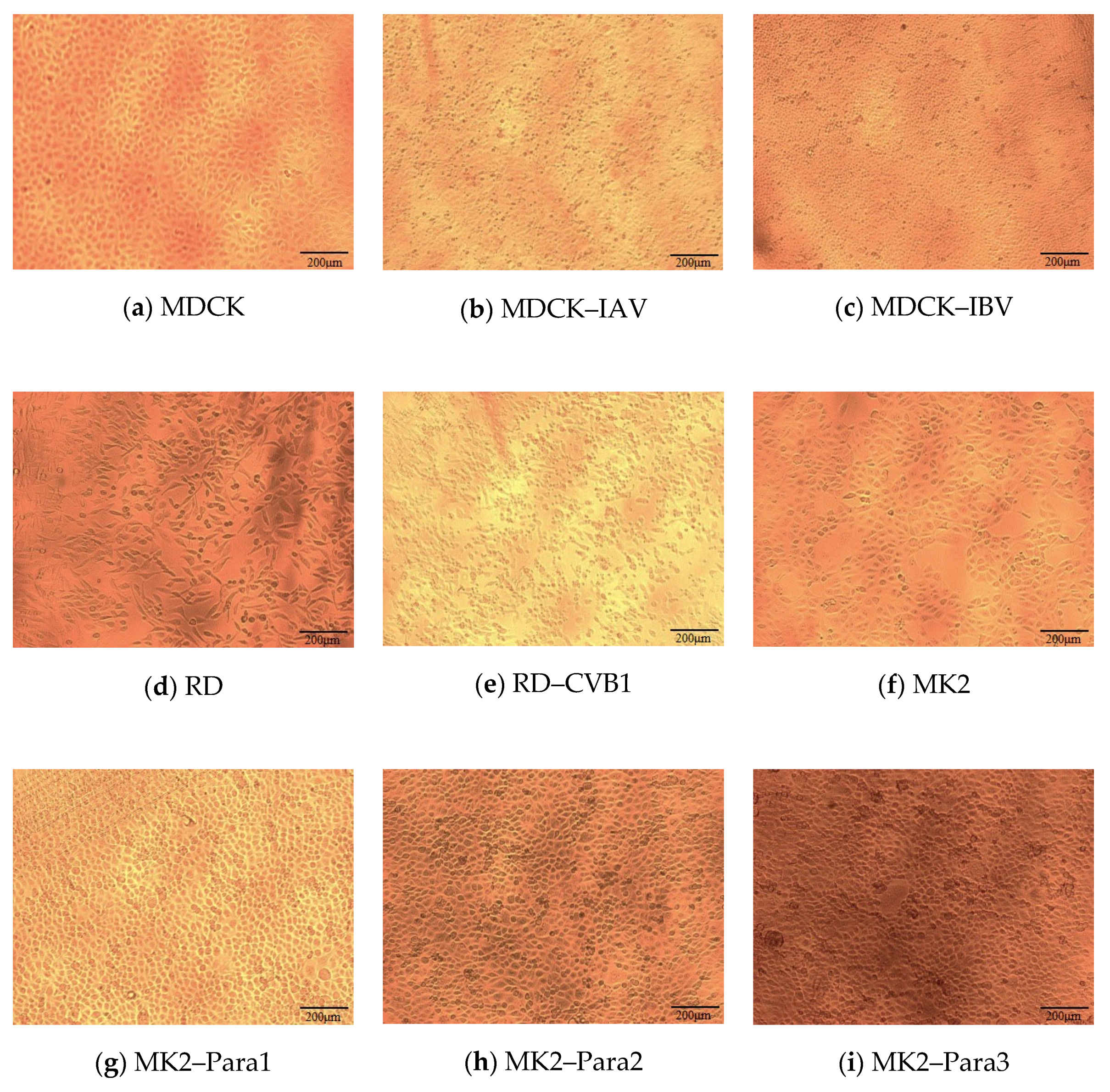 Biomedicines 10 00070 g001