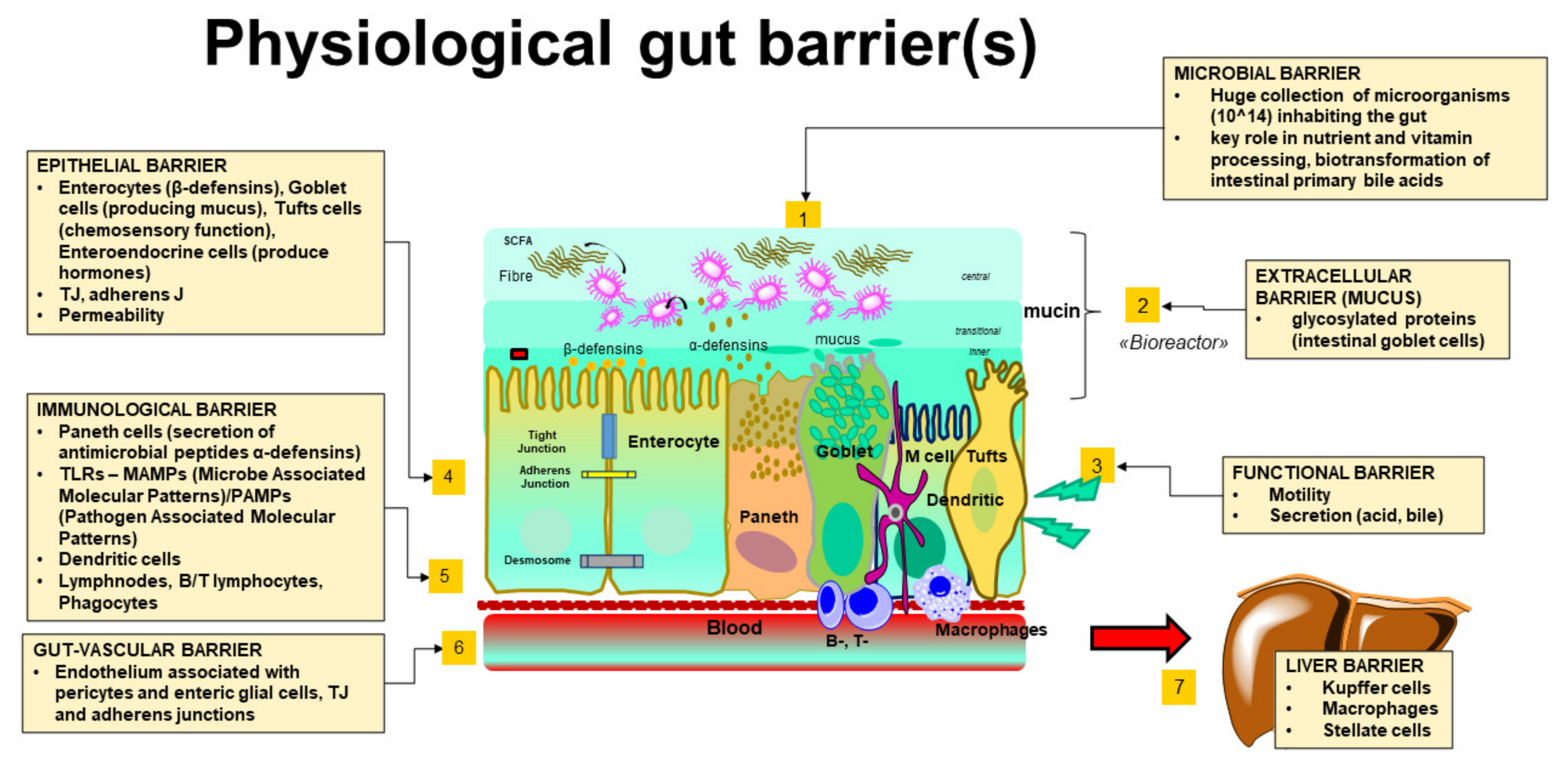 Biomedicines | Free Full-Text | Intestinal Barrier and Permeability in  Health, Obesity and NAFLD