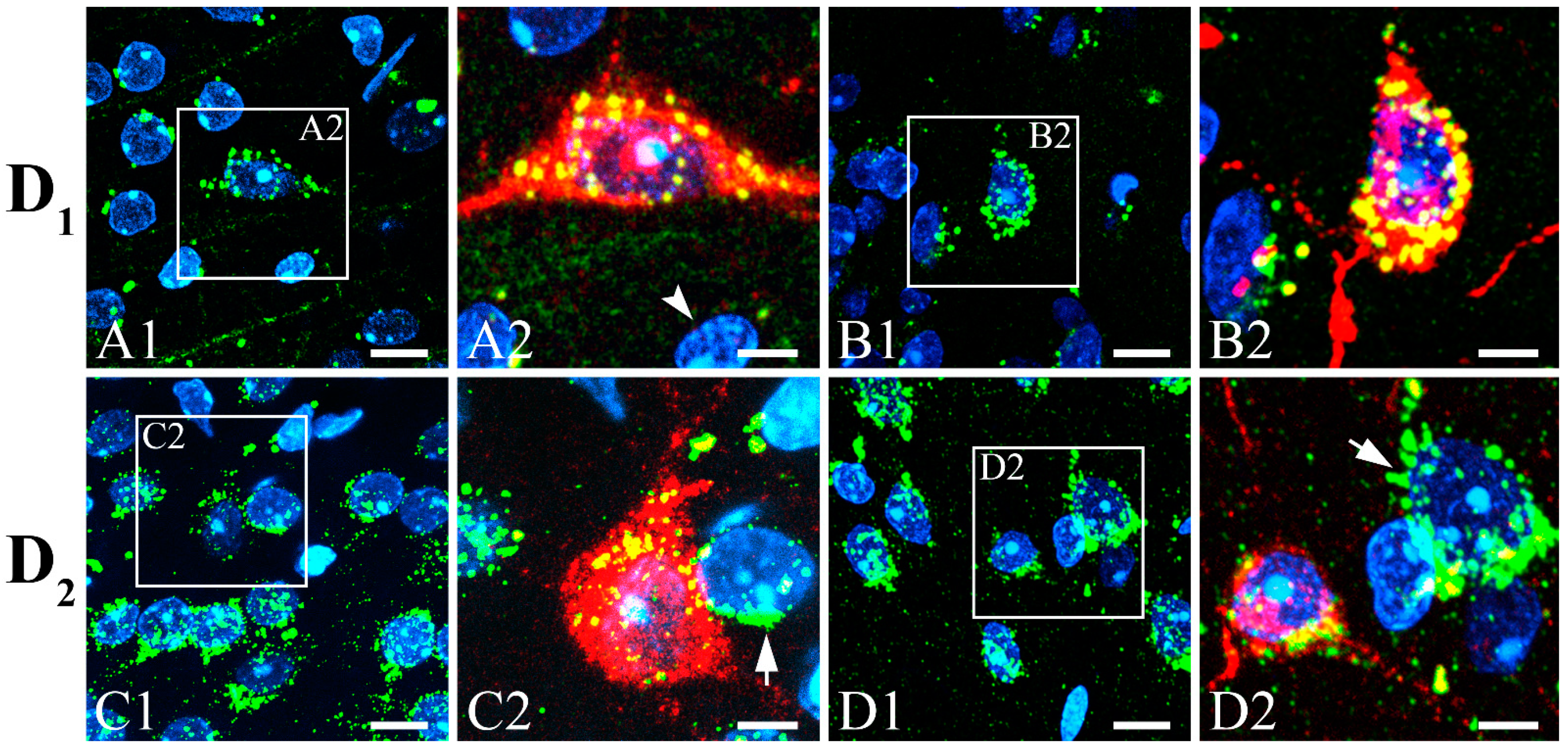 Biomedicines 10 00092 g004 Biomedicines 10 00092 g004