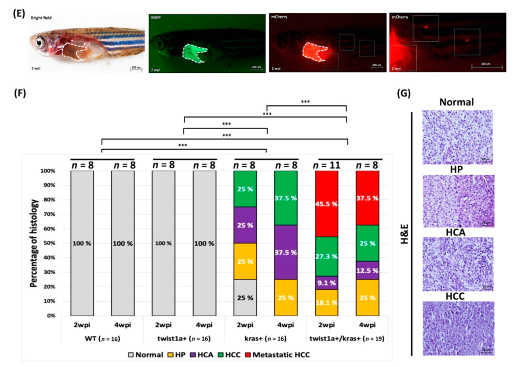 Biomedicines 10 00095 g001b