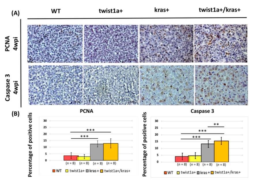 Biomedicines 10 00095 g003