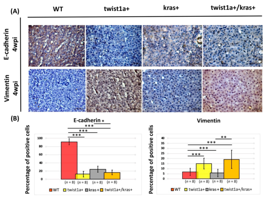 Biomedicines 10 00095 g004