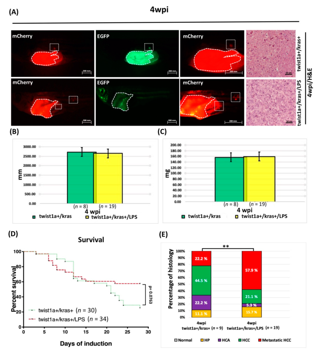 Biomedicines 10 00095 g007