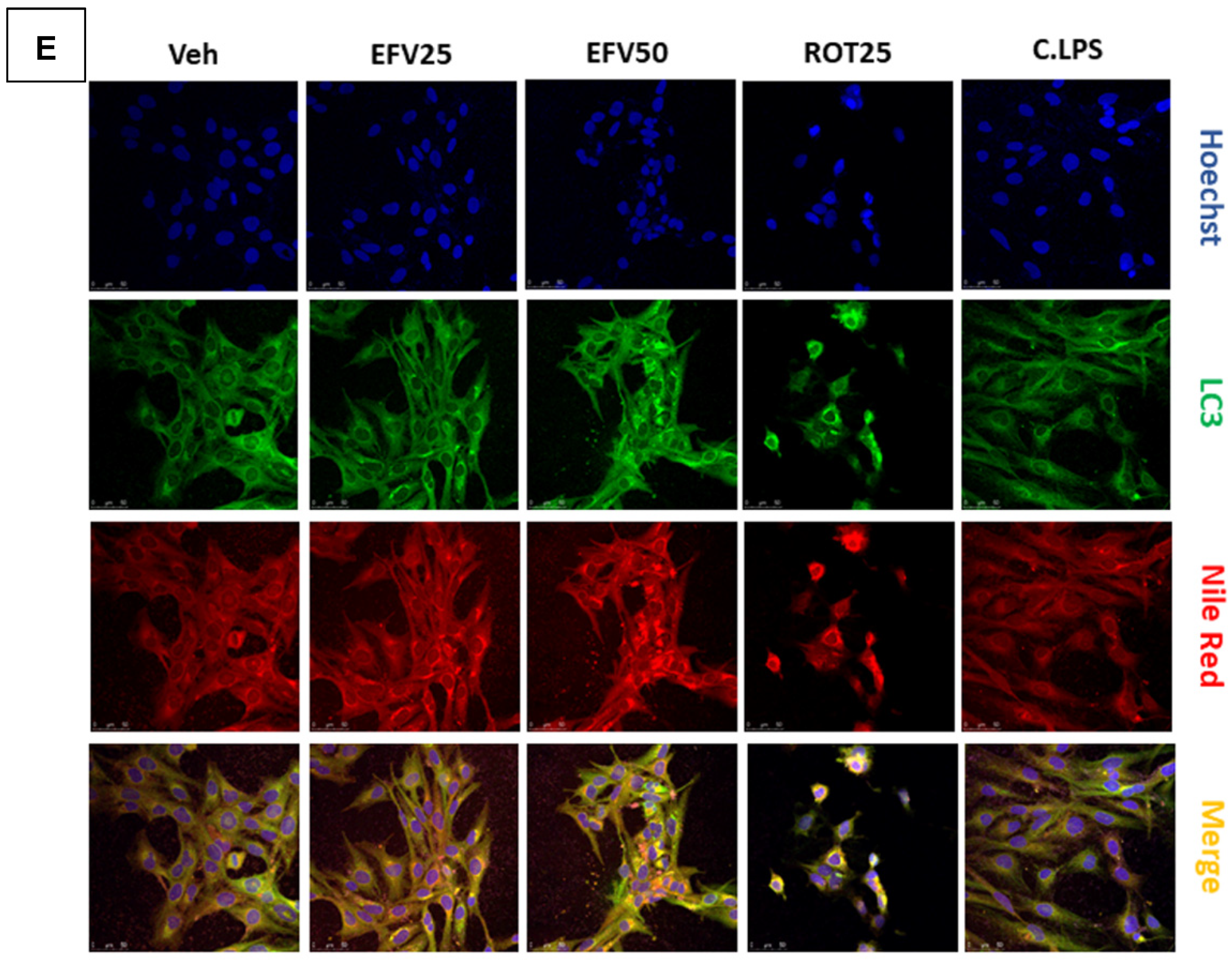 Biomedicines 10 00109 g004b