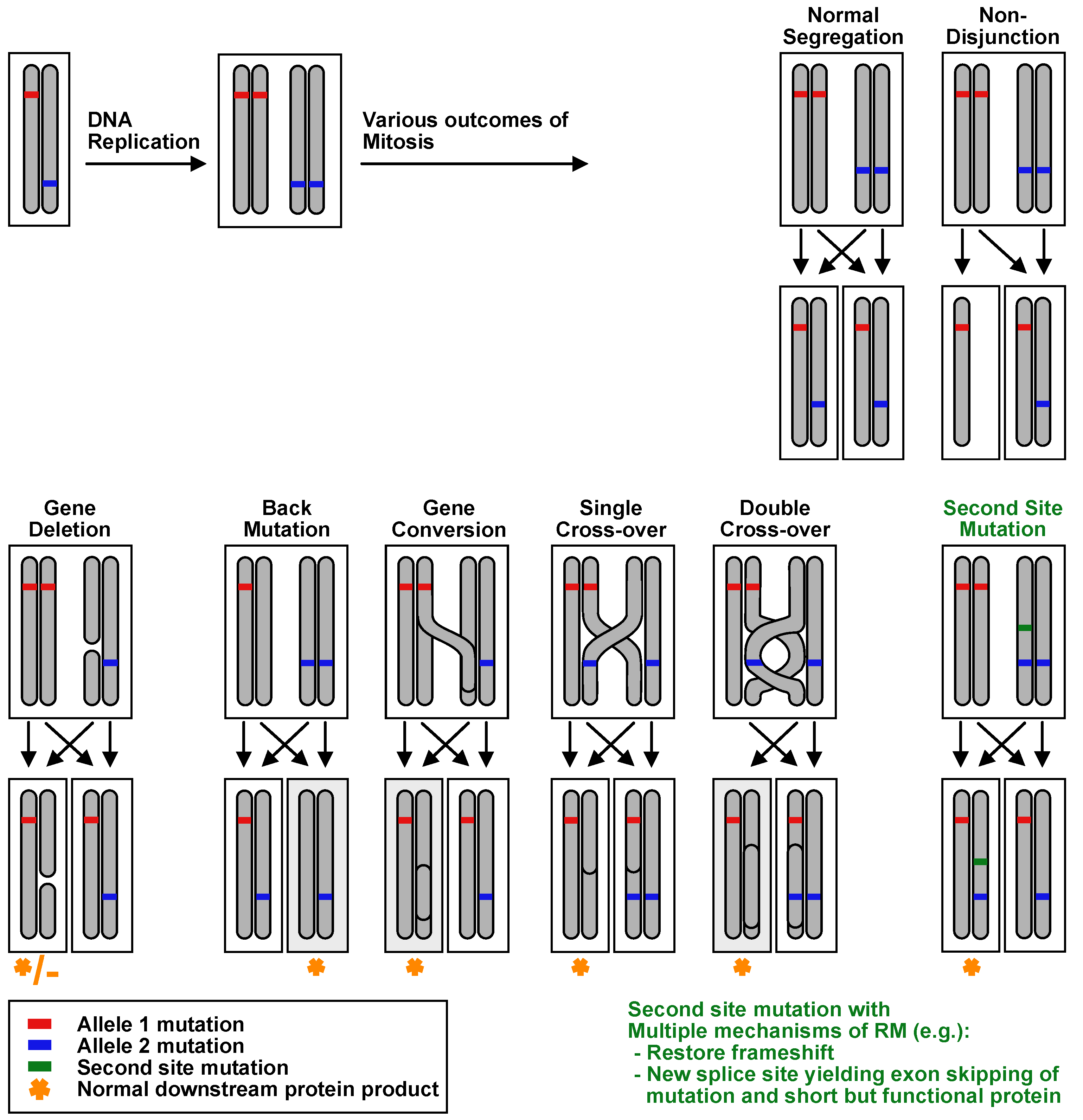 Biomedicines 10 00114 g003